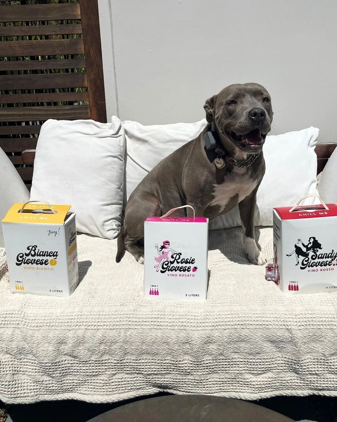 Happy National Pet Day to the greatest furry friends...we mean, THE GREATEST BOX WINE around! 🍷🤩 Grab a glass and kick back with your precious companion today! 🐾🍷 

#nationalpetday #happynationalpetday #whitewine #redwine #rosewine #beverages #it