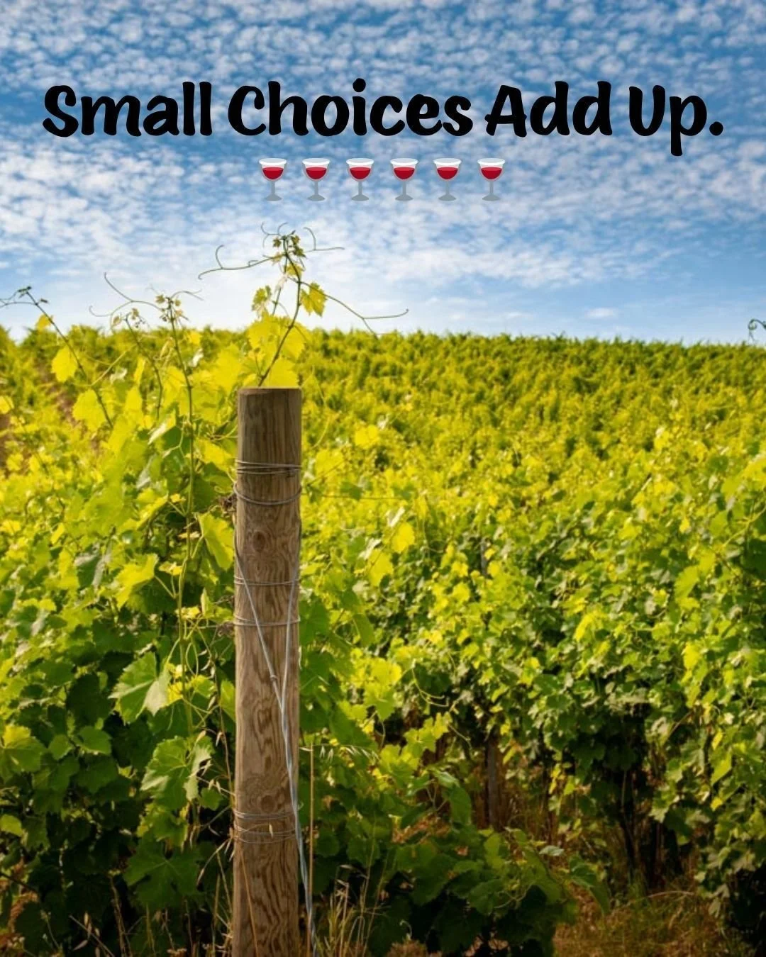 The vibrancy of the vines in this photo aren&rsquo;t from some filtered stock image &mdash; this is the living, breathing source of all our wines. Every grape in Sandy, Rosie, and Bianca is grown organically, without pesticides or herbicides, nurture