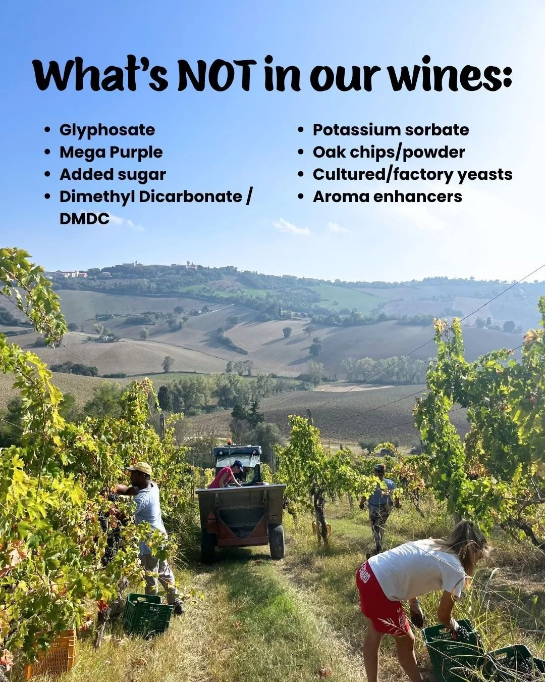 The U.S. allows over 70 additives in wine. Wineries aren't required to disclose a single one on the label. 🤯

Here's what's NOT in ours:

Glyphosate. Mega Purple. Added sugar. Chemical sterilizers. Synthetic preservatives. Fake oak flavor. Factory-e