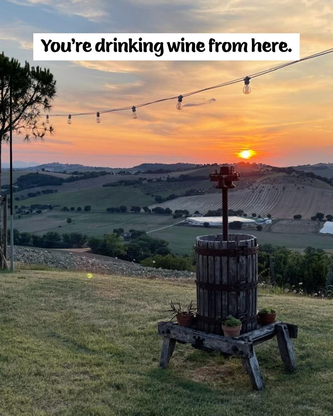 No, really, you're drinking wine from here. 🍷🤩🇮🇹

Sandy, Rosie, and Bianca all come from Conti degli Azzoni &mdash; a family-owned winery in Montefano, in the Le Marche region of central Italy, on the Adriatic side. Generations in the same place.