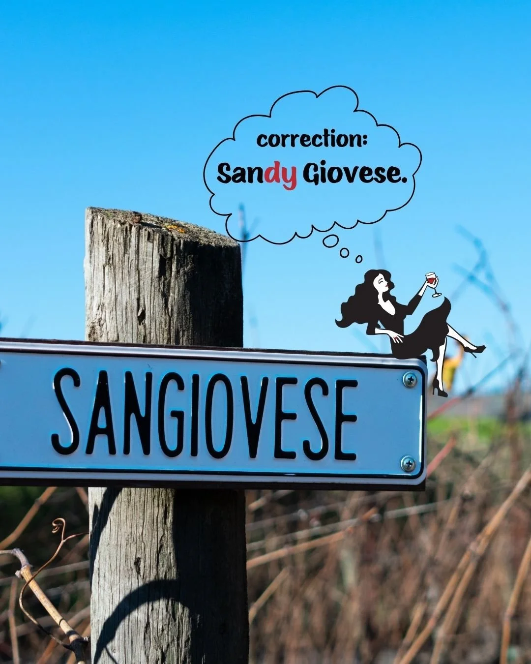 Drop a 🍒 if you knew Sandy's name comes from the noble and delicious Italian grape, Sangiovese! 

#whitewine #redwine #rosewine #beverages #italianwine #boxedwine #boxwine #sustainability #ecofriendly #valuewine #savetheplanet #ecoconscious #organic