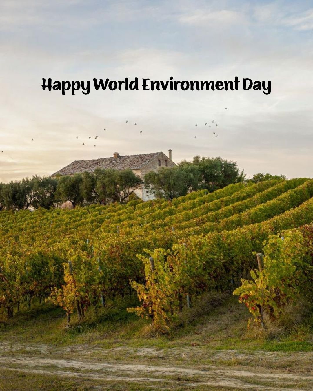 If you ask our founder, Amy Ezrin, why she created Giovese Family Wines she'll tell you she wanted people to enjoy a chilled glass of honest, juicy wine from a box that also "helped save the planet just a little bit."

That's why World Envi