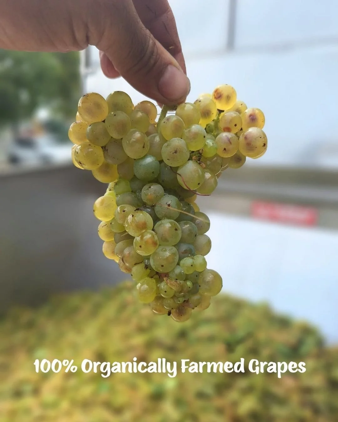 The backbone of our Bianca Giovese blend, our Grechetto grapes are 100% organically farmed on a single-family estate in Italy, zero pesticides, nothing added. Just the fruit, the soil, and the sun. ☀️🍷 That's it. 

#whitewine #redwine #rosewine #bev