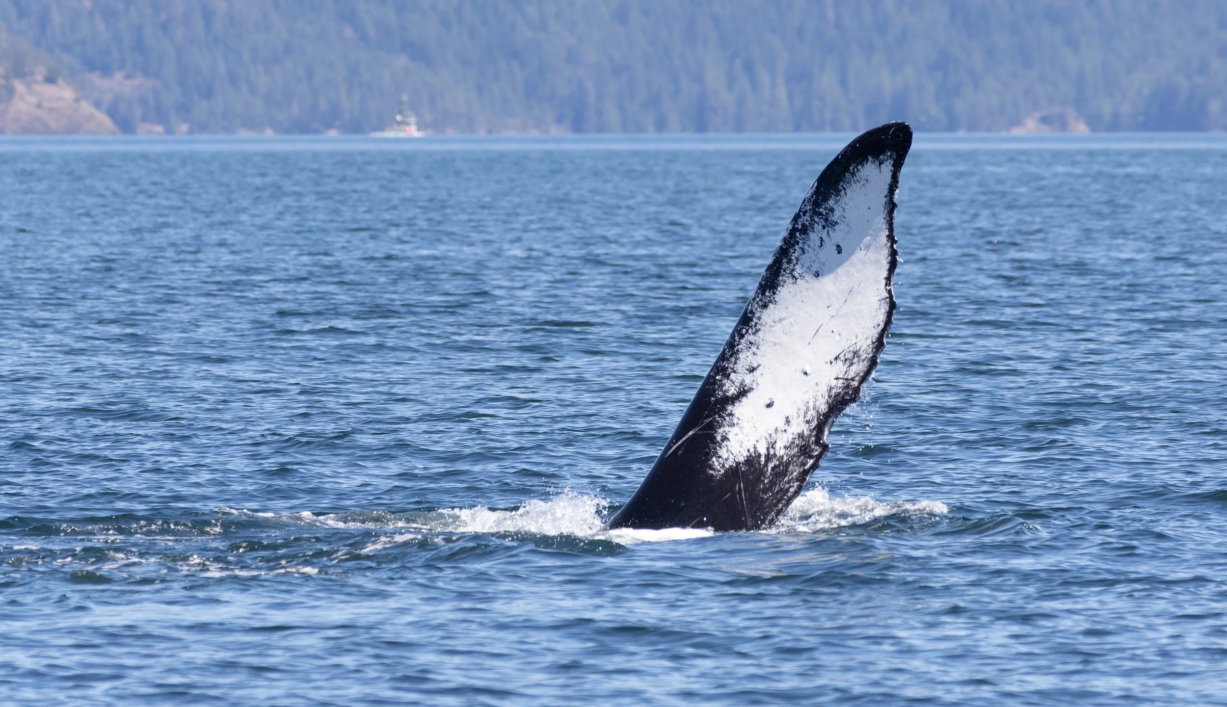 Whales6.jpg