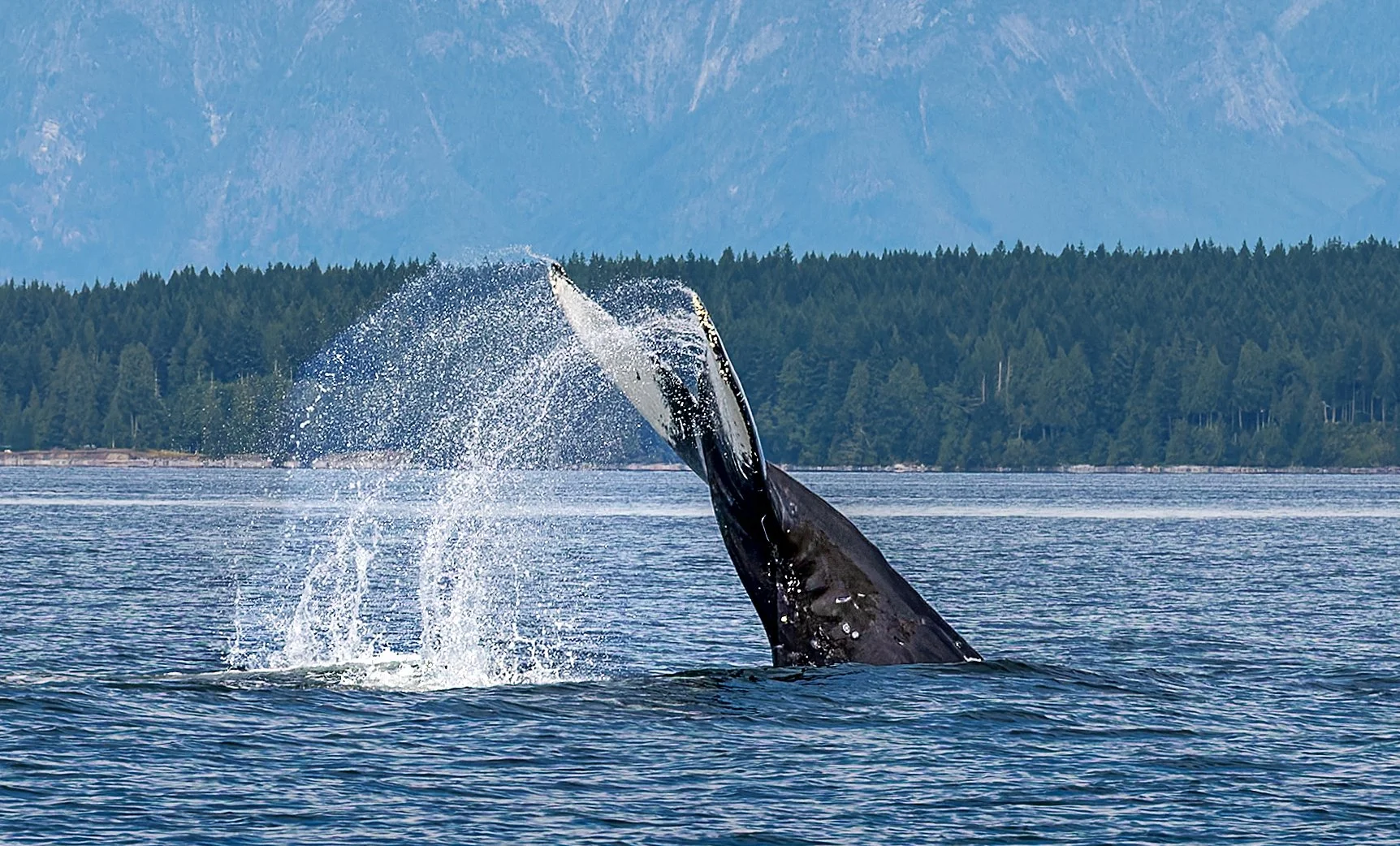 Whalles 4.jpg