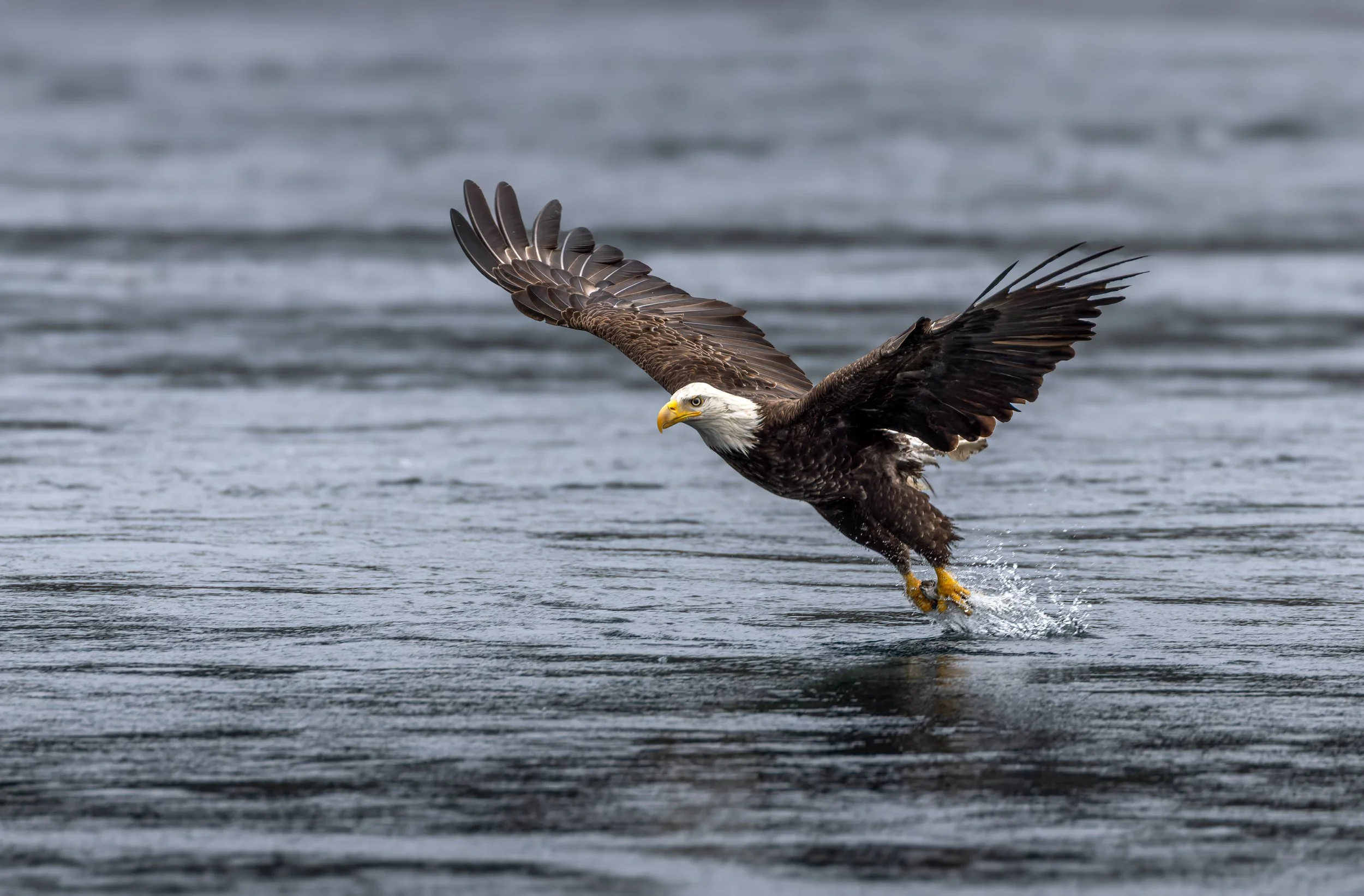 Eagles1.jpg