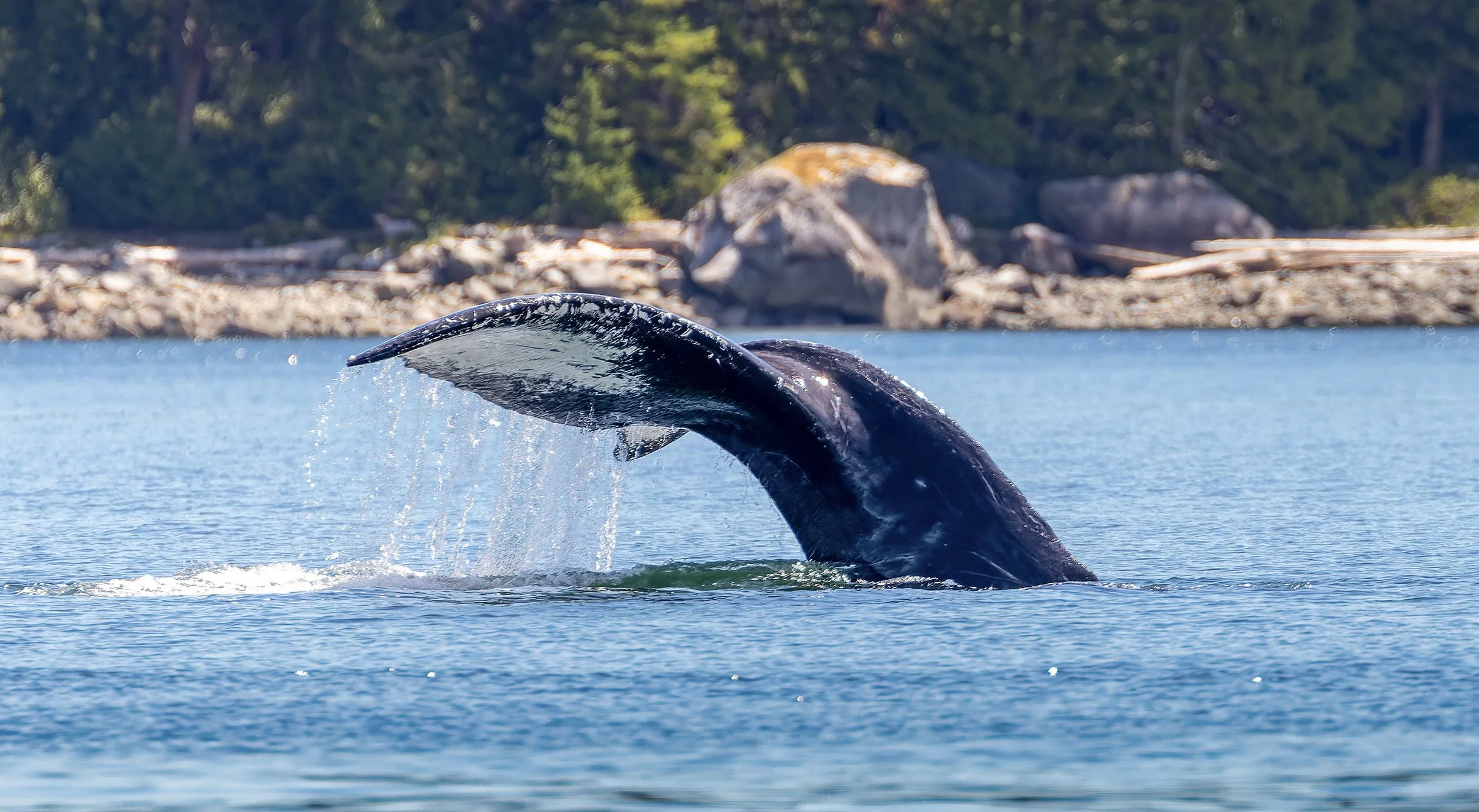 Whales8.jpg