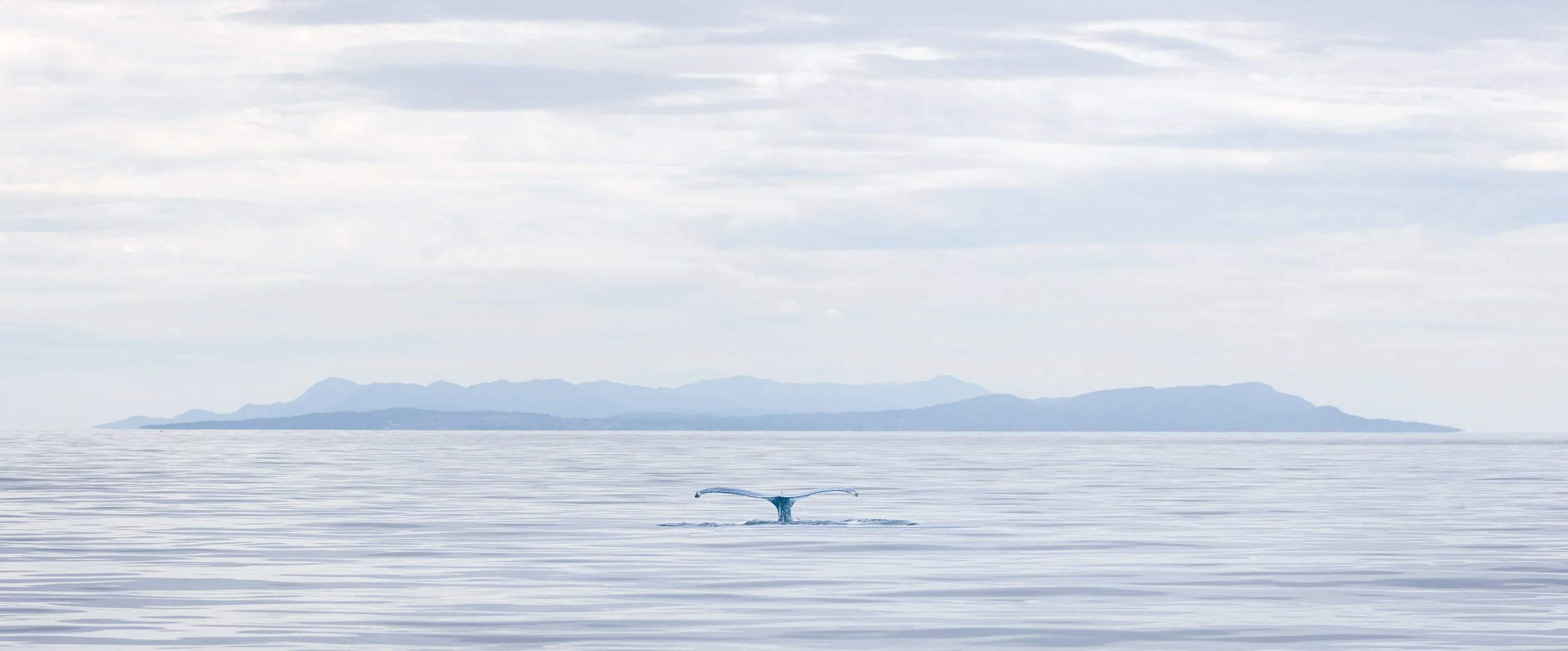Whales10.jpg