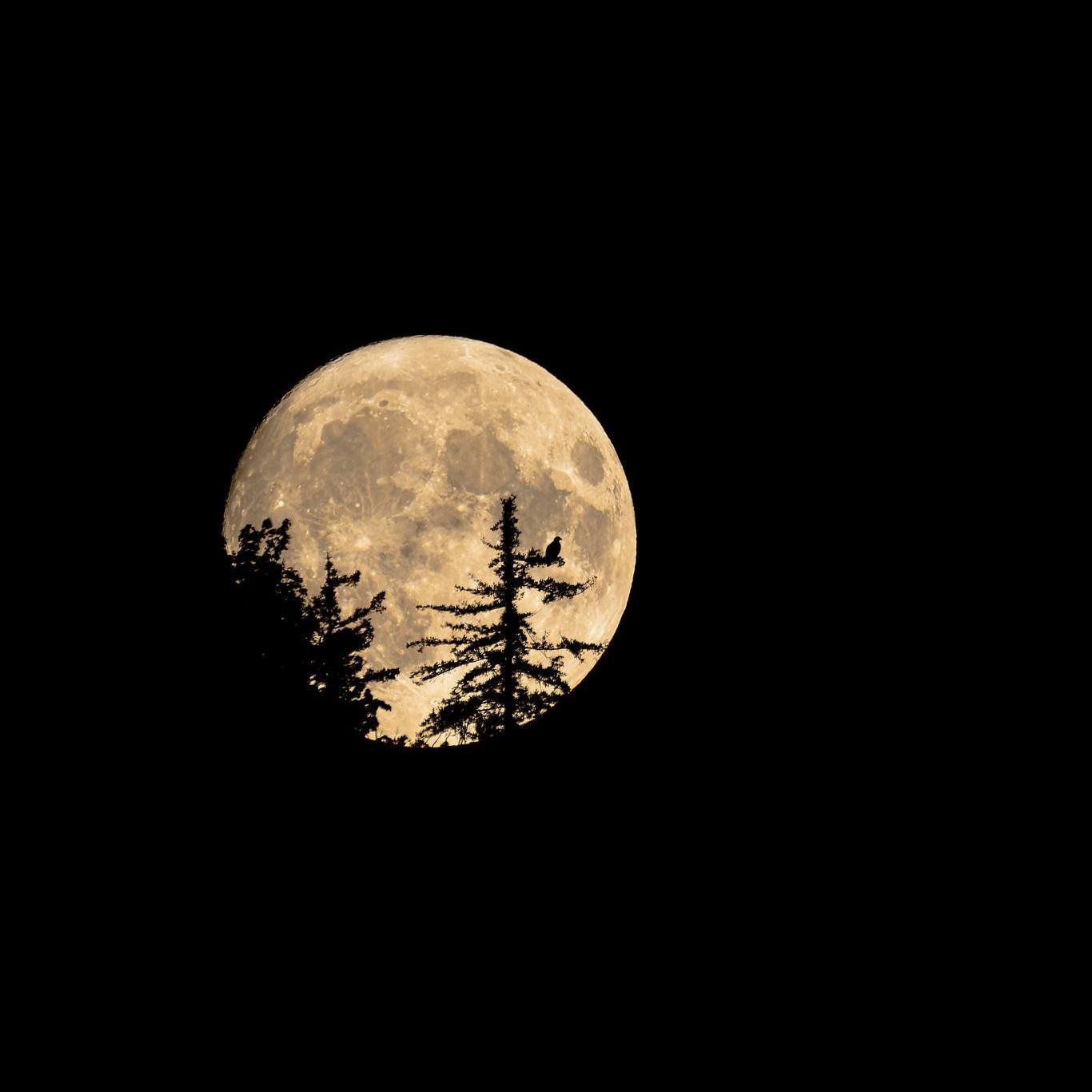 One of two supermoons in August is tonight, this picture was taken yesterday, 99.2%. Clear skies.
