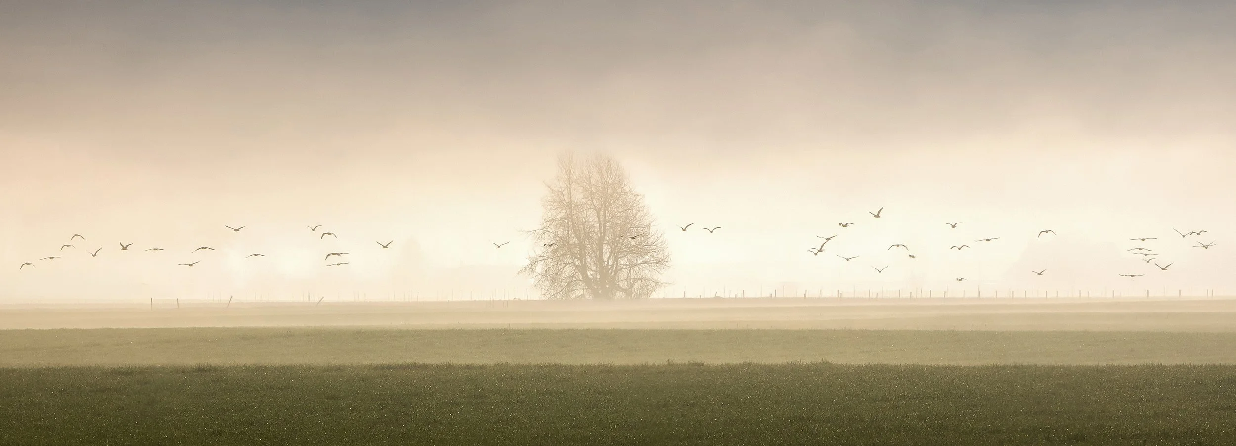 Fog Minimilism-Edit.jpg