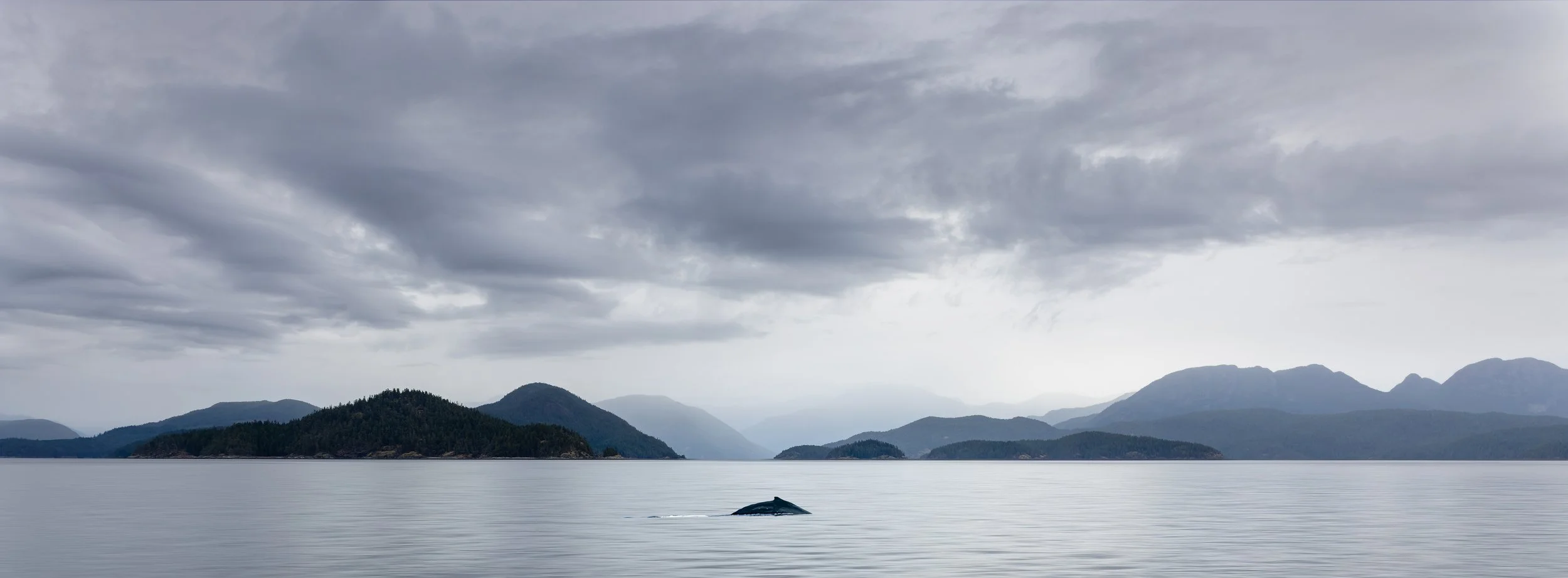 Whale9.jpg