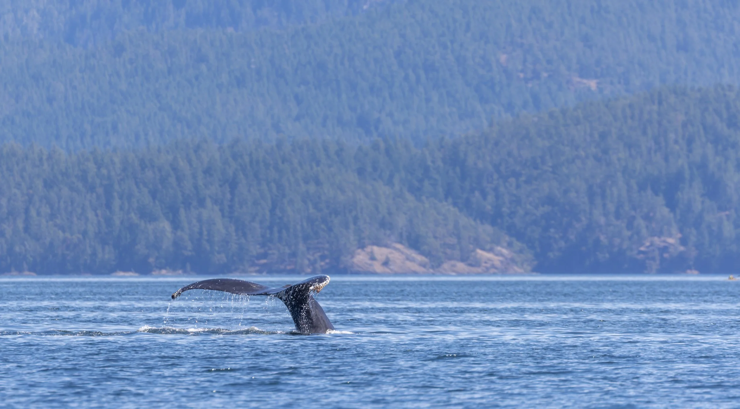 Whales5.jpg