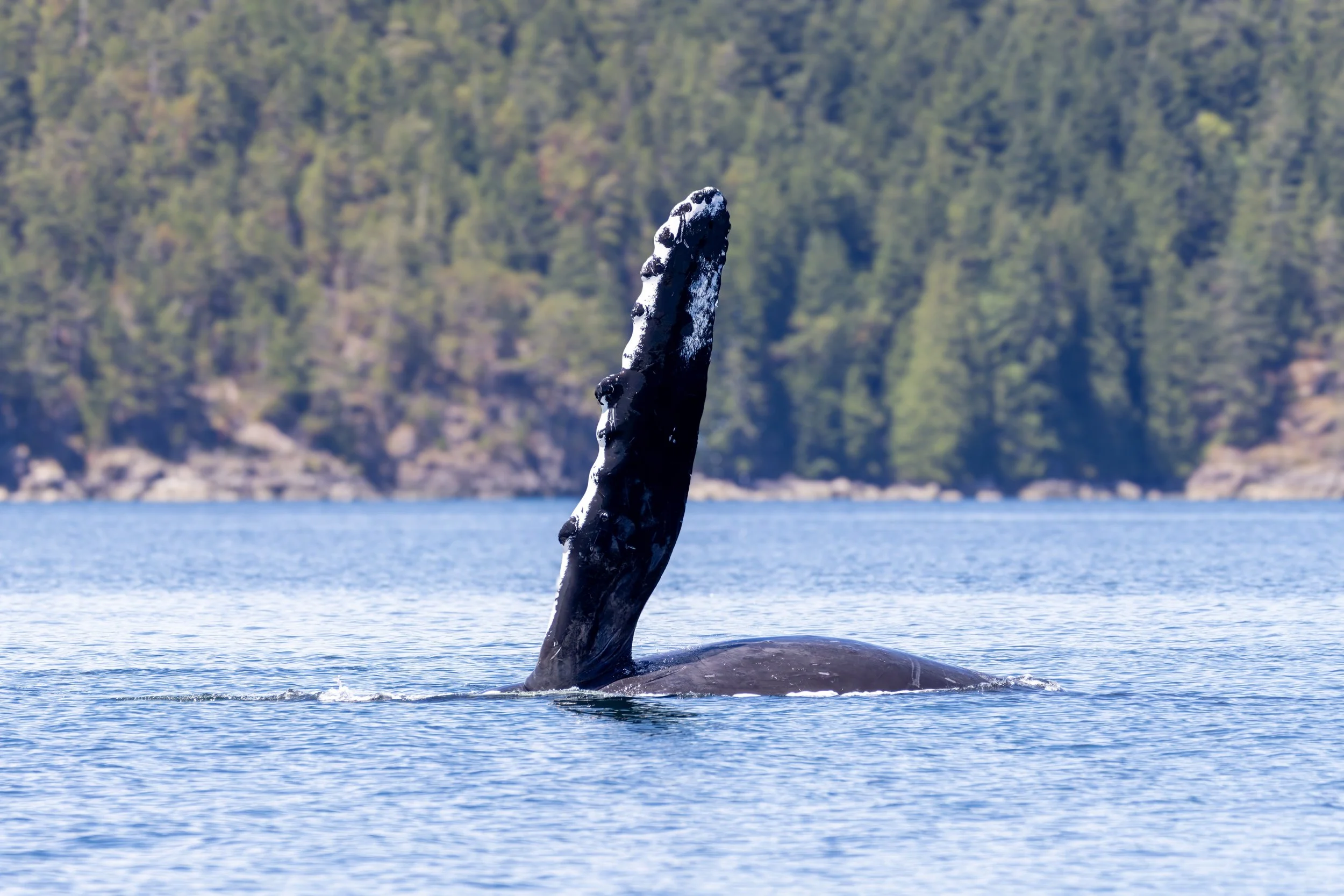 Whales3.jpg