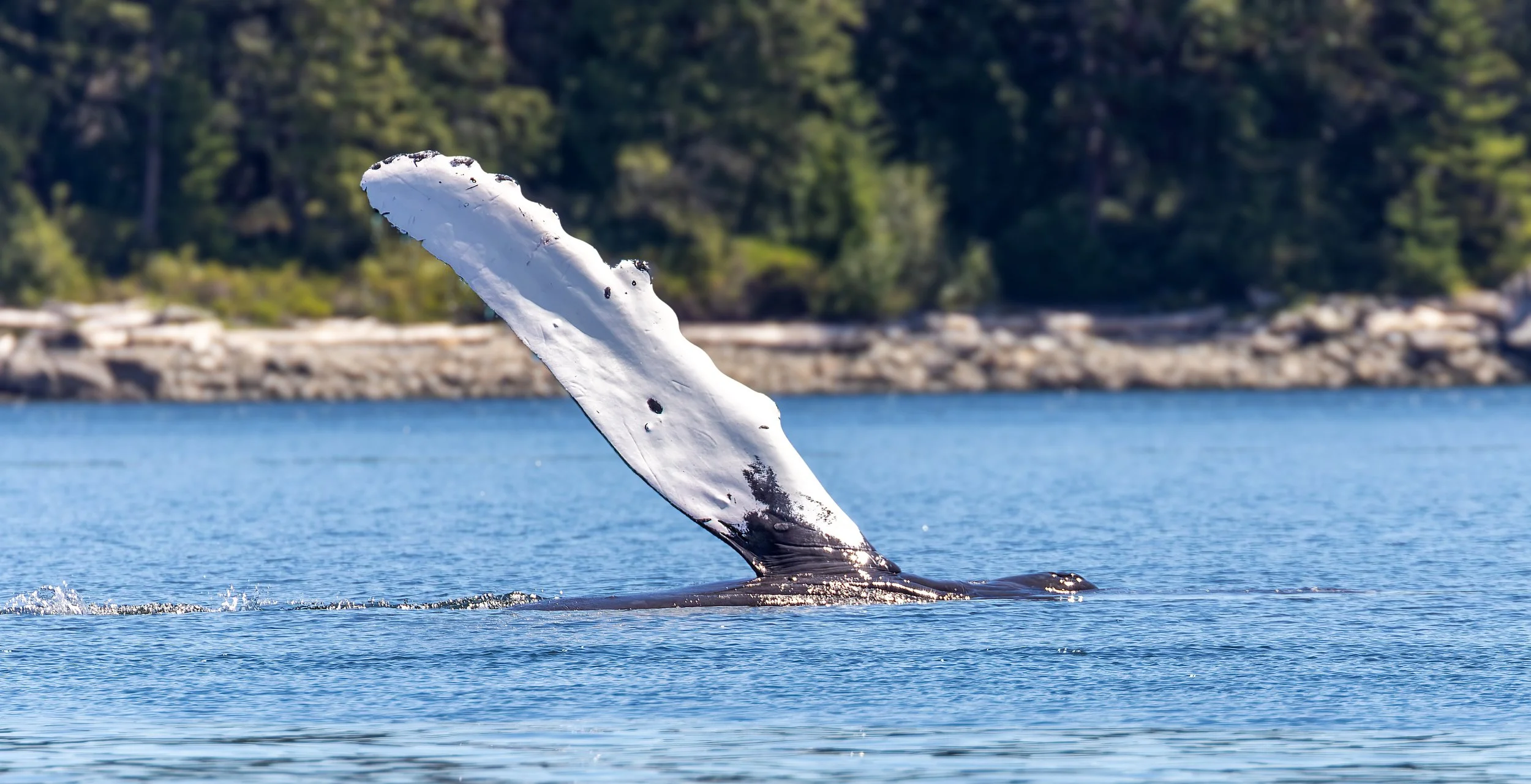 Whales7.jpg