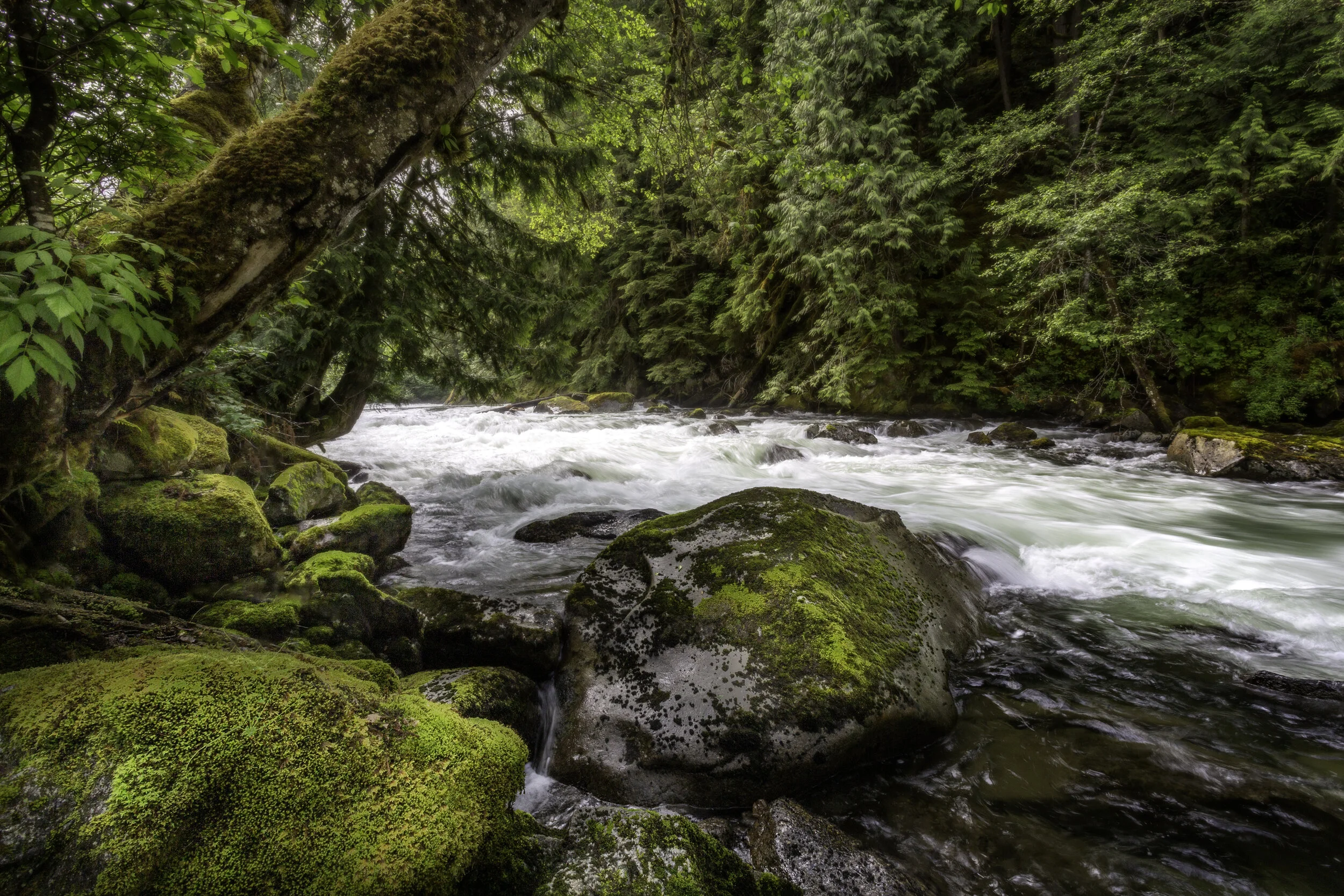 Skagit Greens.jpg
