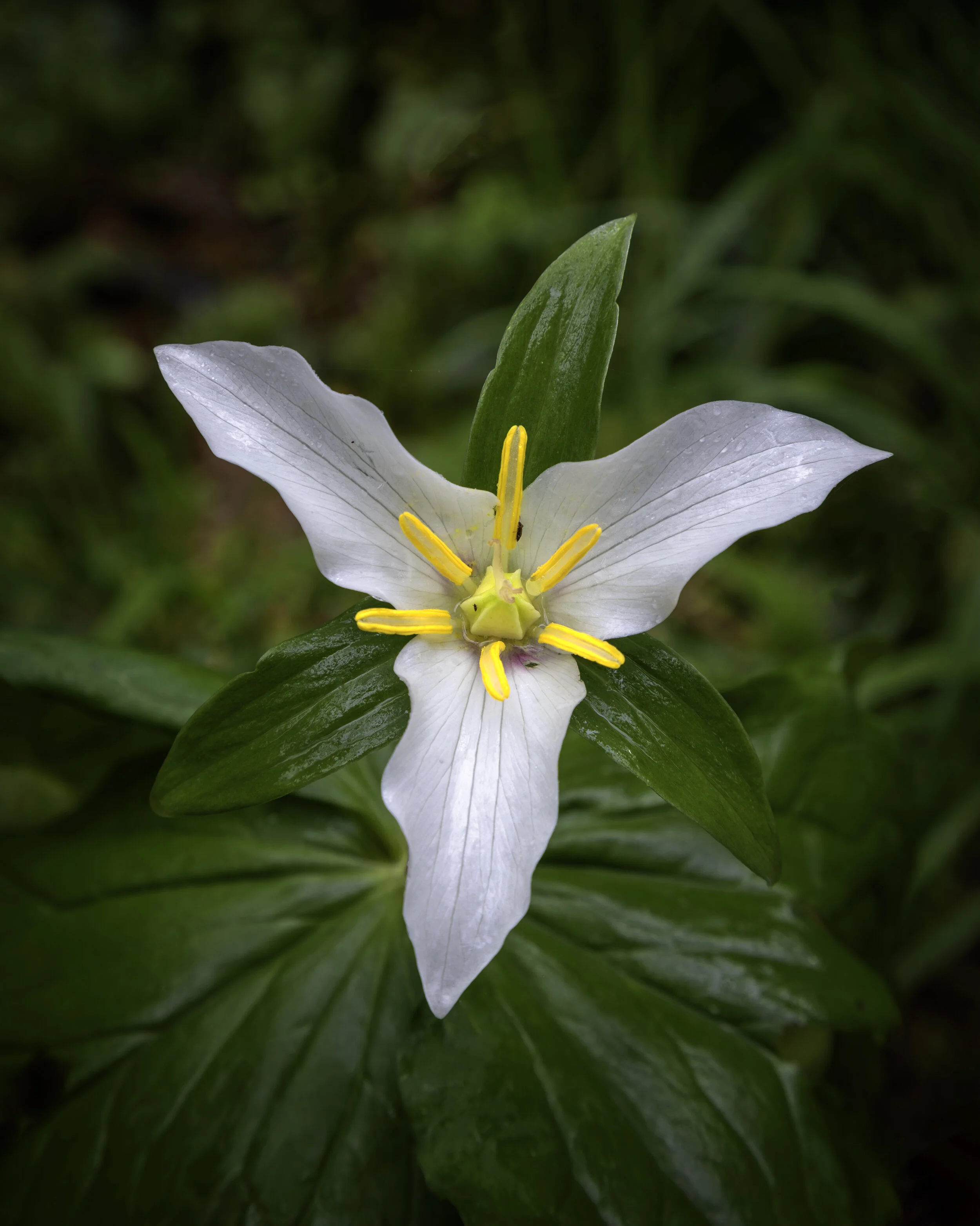Liumcin FLower.jpg