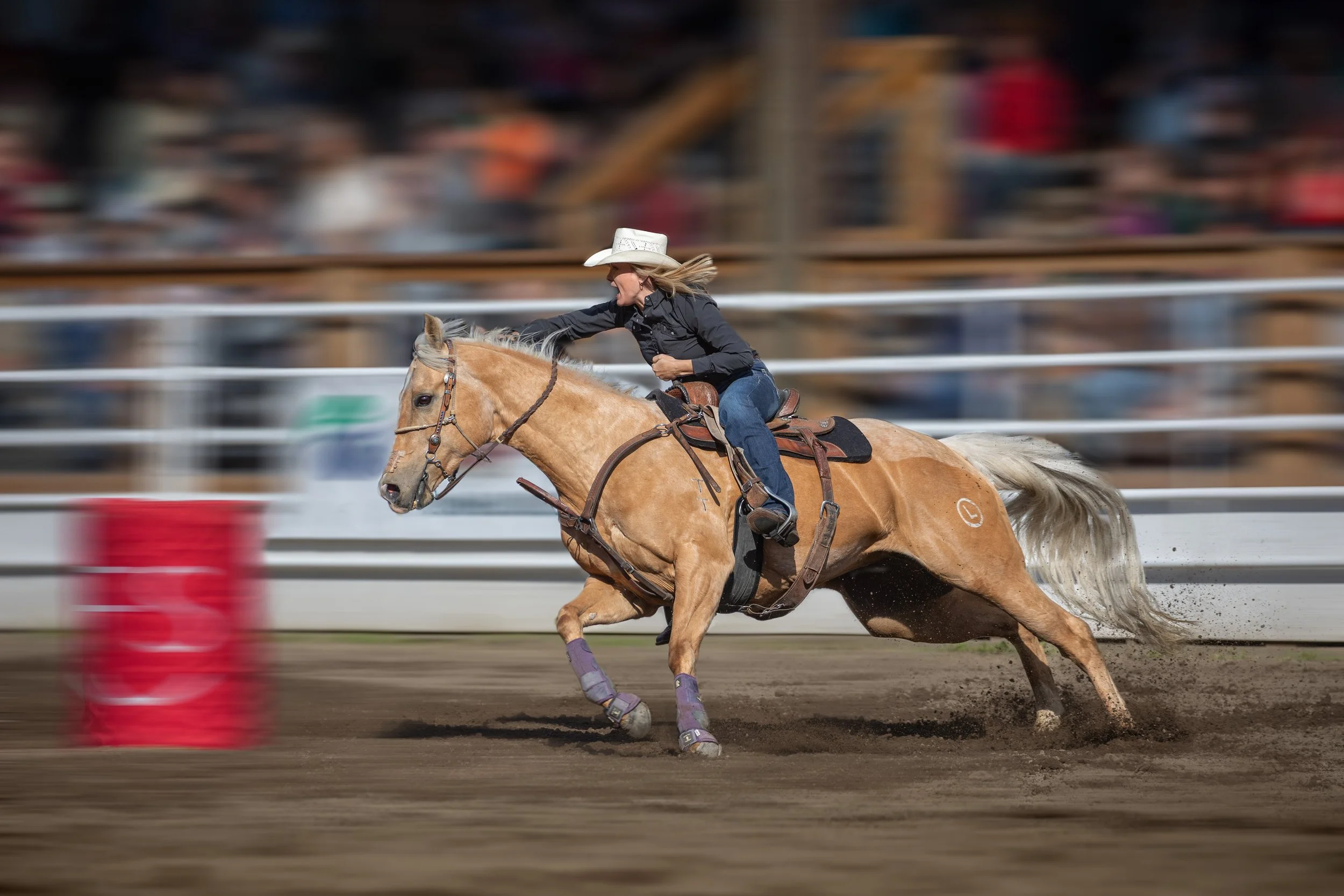 Falkland Stampede
