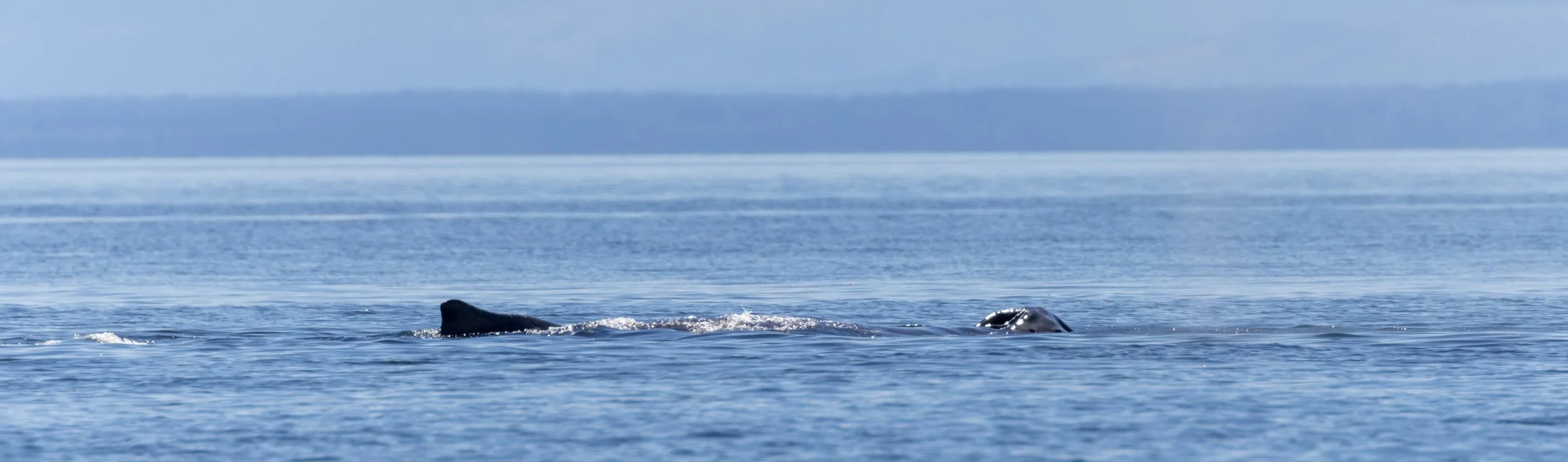 Whales.jpg