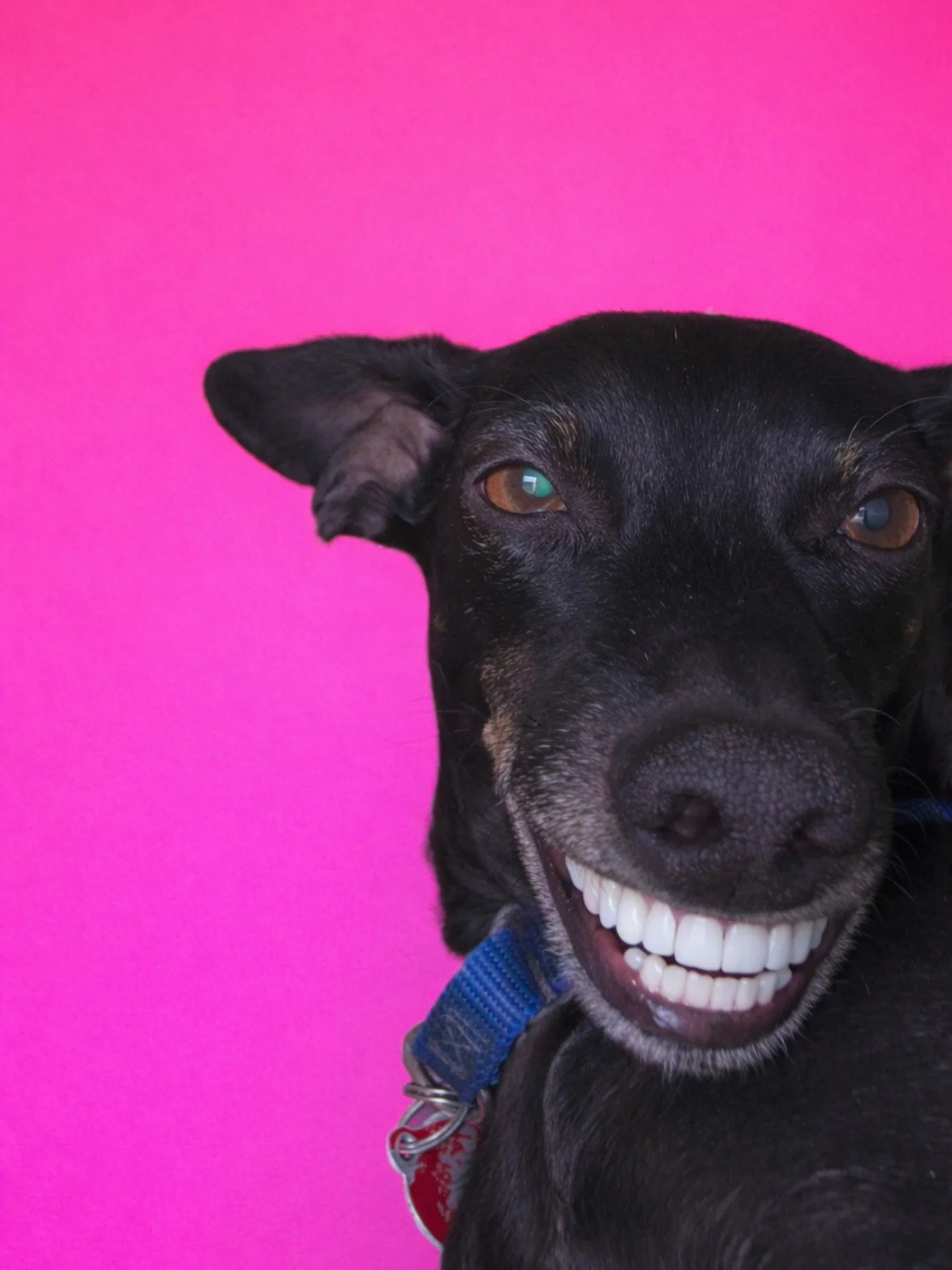 It wasn&rsquo;t cheap, but we saved up and finally got the veneers he always wanted! 😂 😁 🐶 🐾 

Happy Thursday everyone! 
Let&rsquo;s finish the week off strong. 💪🏼 

#smile