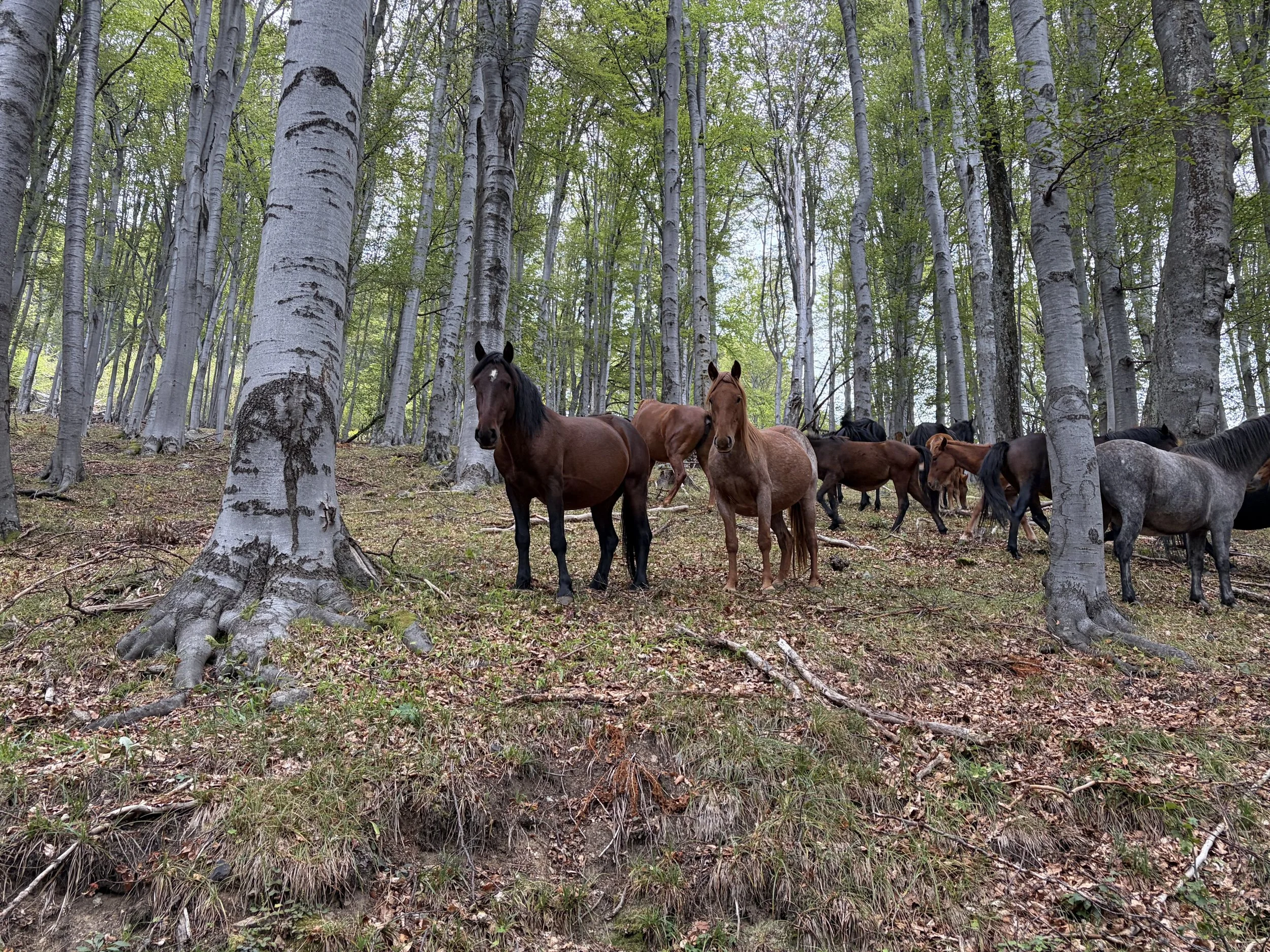 BULGARIA RIDE  – CLIMB TO THE FAIRYTALE LAND OF THE HIGH BALKANS