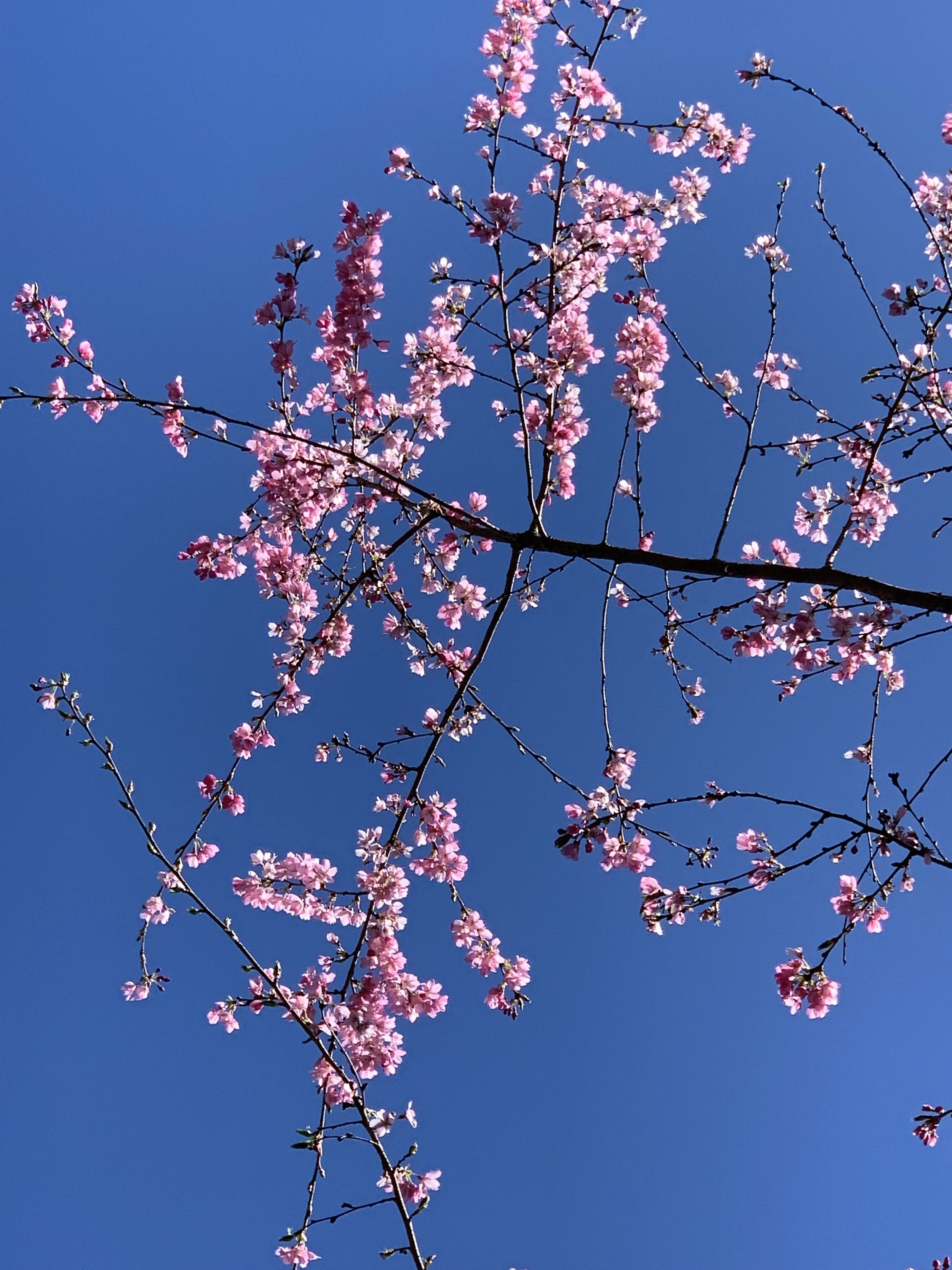 The Opening (First Sessions)