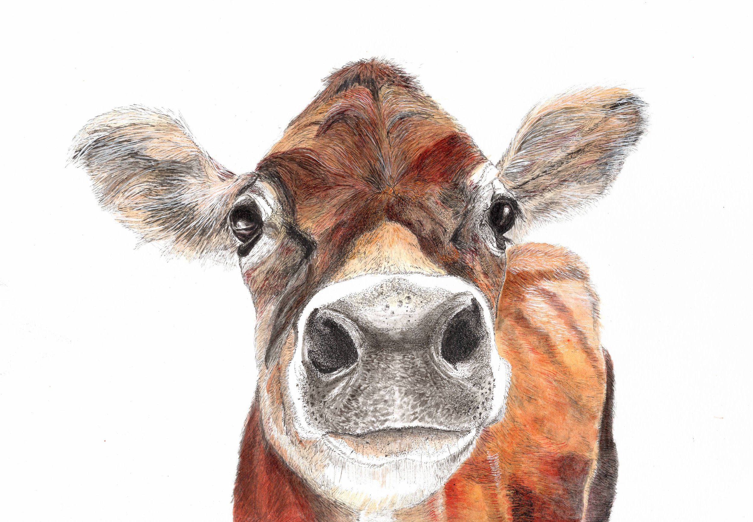 Jenny the Jersey Cow Fine Art Print 669