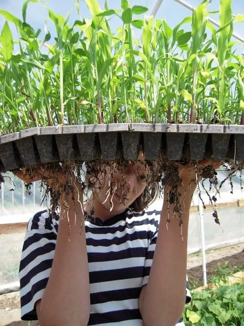 rootbound+corn.jpg