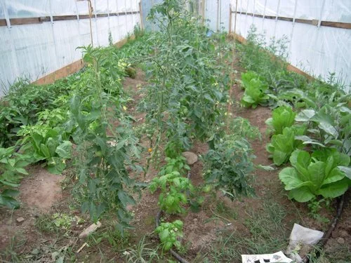 hoophouse+tomoatoes!.jpg