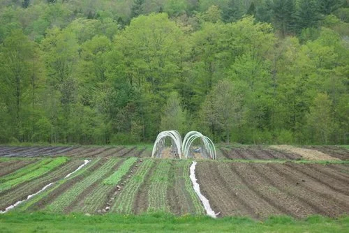 field.jpg