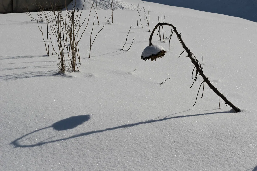 4th Week of Winter CSA: Feb 17–19