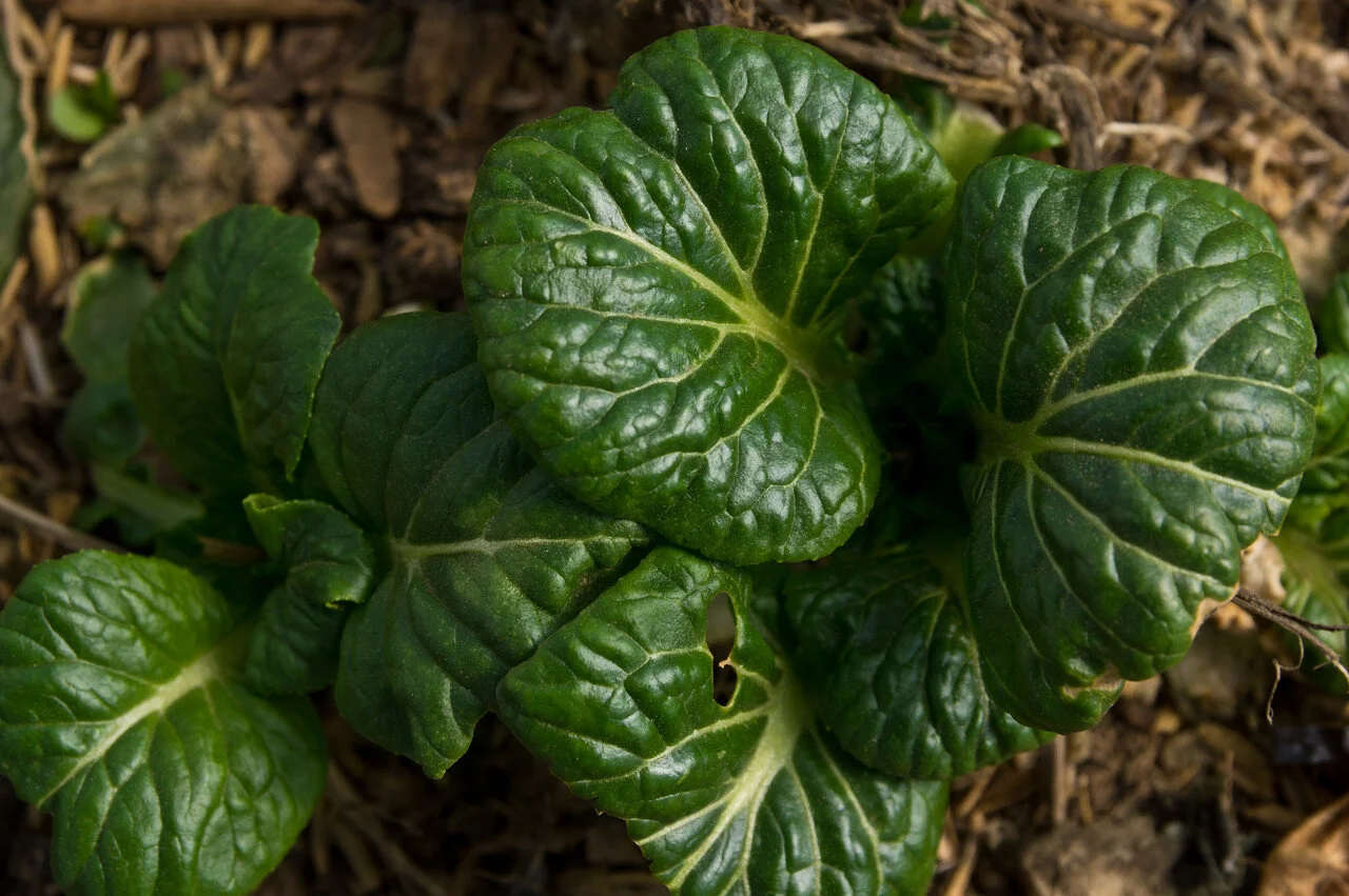 LAST Week of the Winter CSA: March 17-19