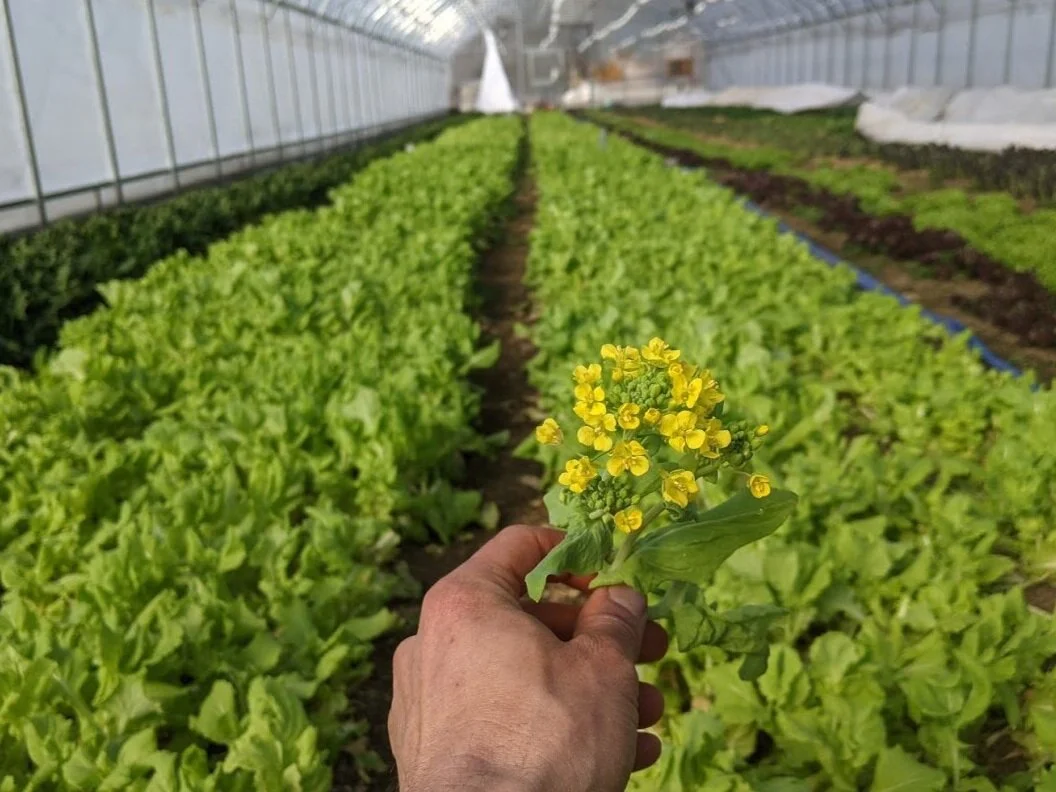 1st Week of the Spring CSA: March 24-26 