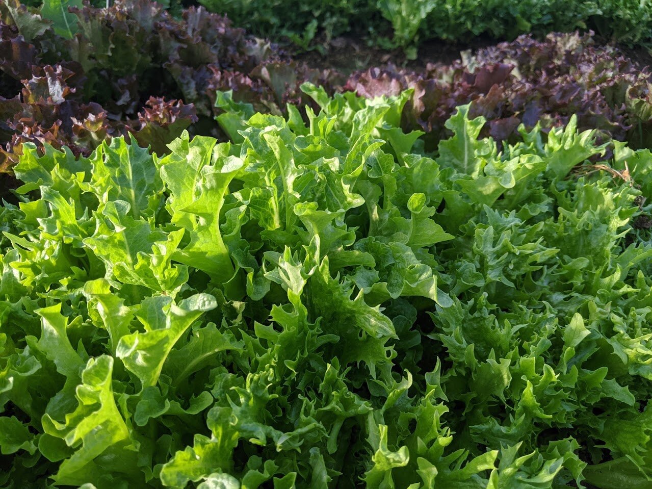 2nd Week of the Spring CSA: March 31- April 2