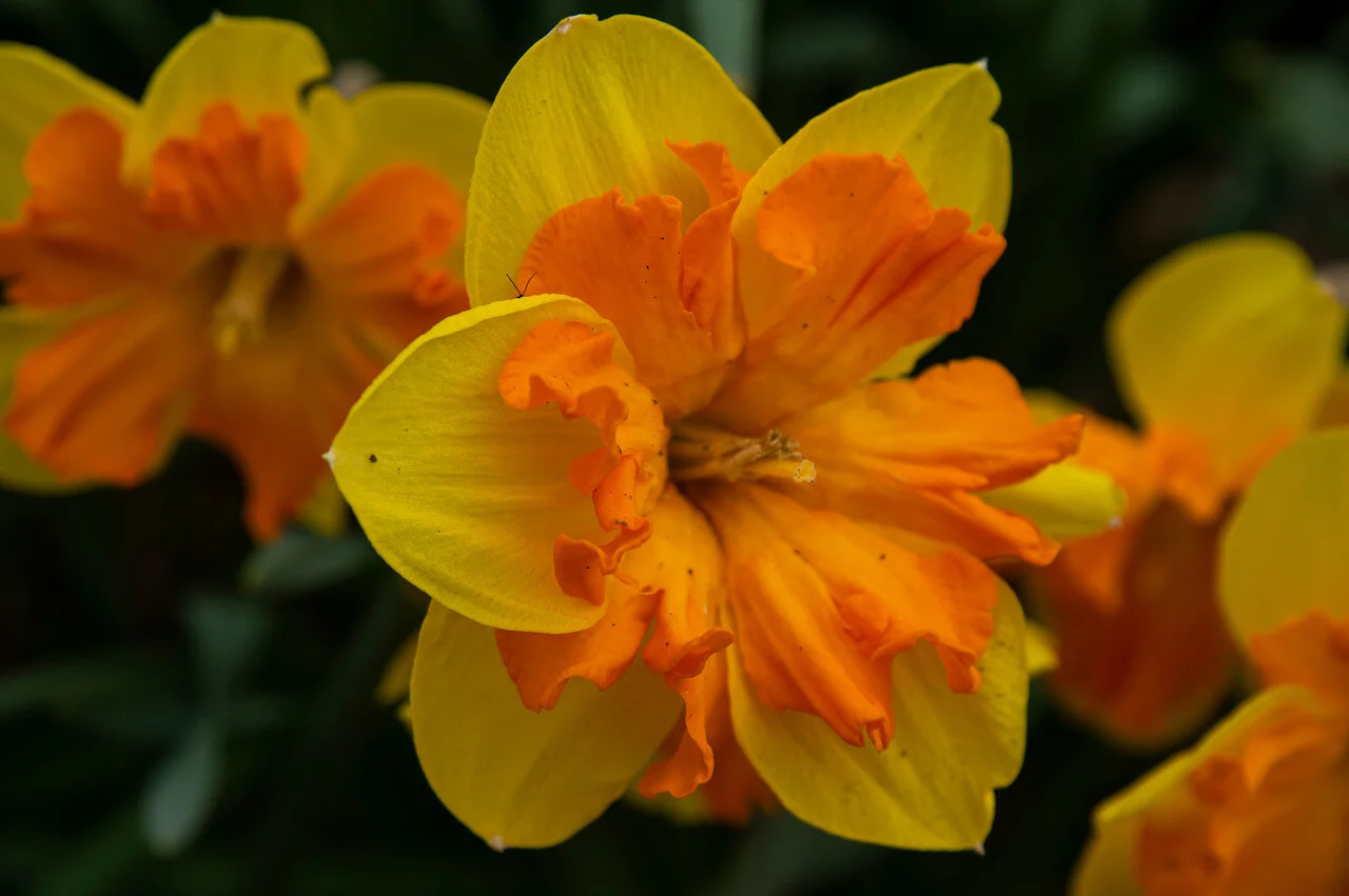 9th Week of the Spring CSA: May 19-21