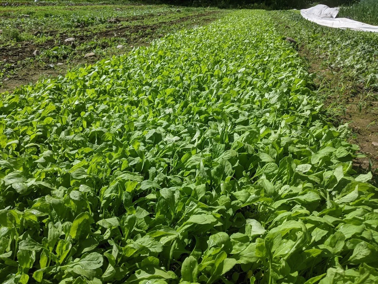 1st Week of the Summer CSA: June 1-4