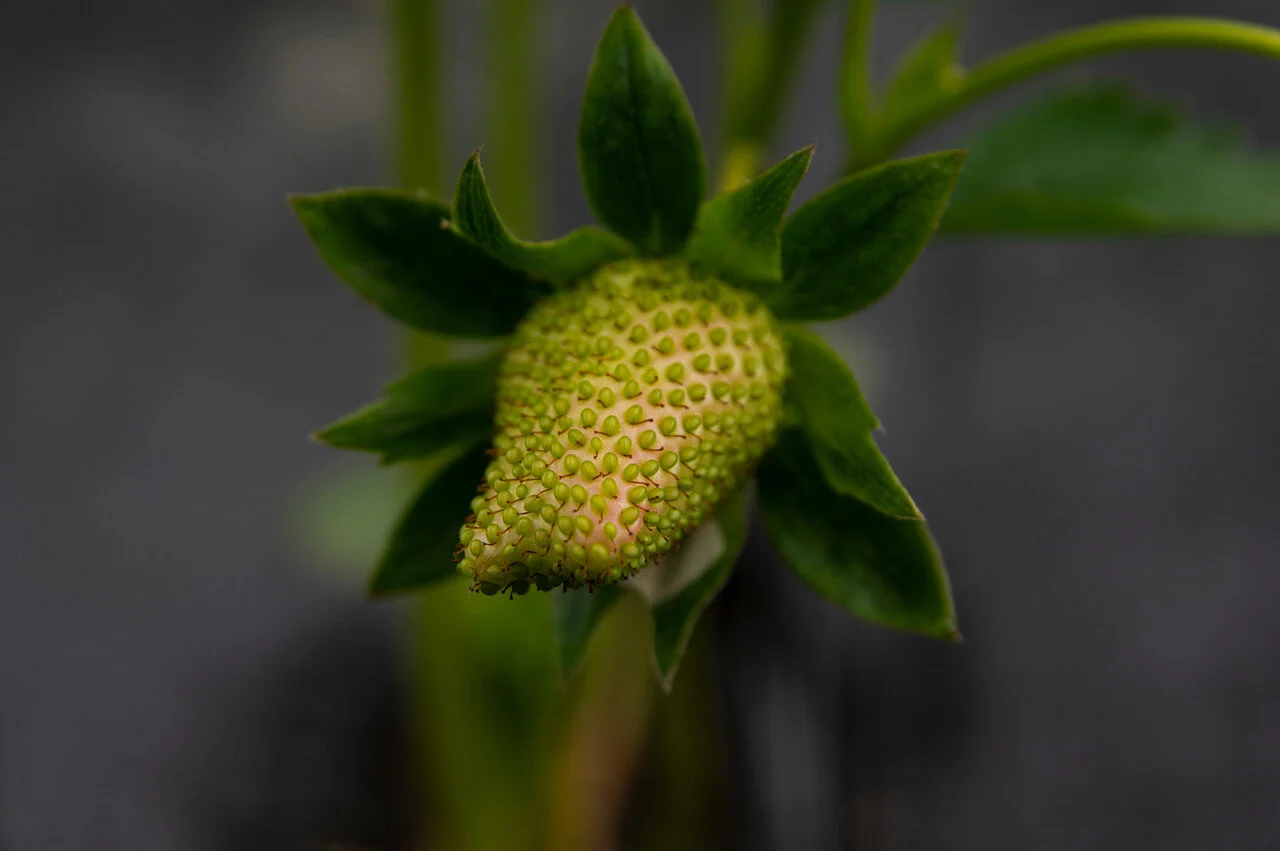 2nd Week of the Summer CSA Share: June 8-11