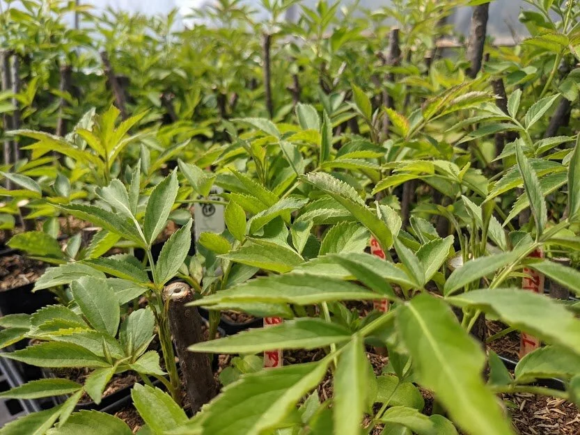 3rd Week of the Summer CSA Share: June 15-18