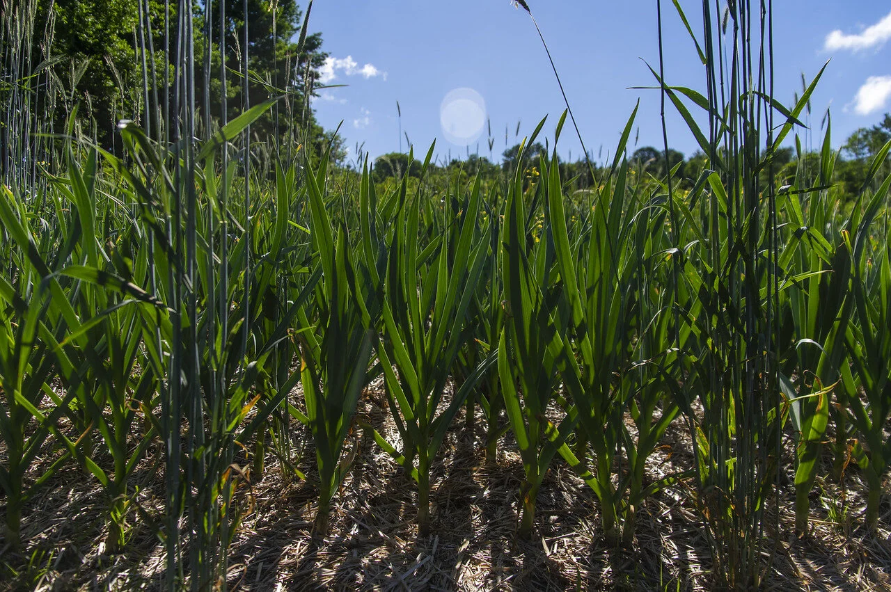 4th Week of the Summer CSA Share: June 22-25