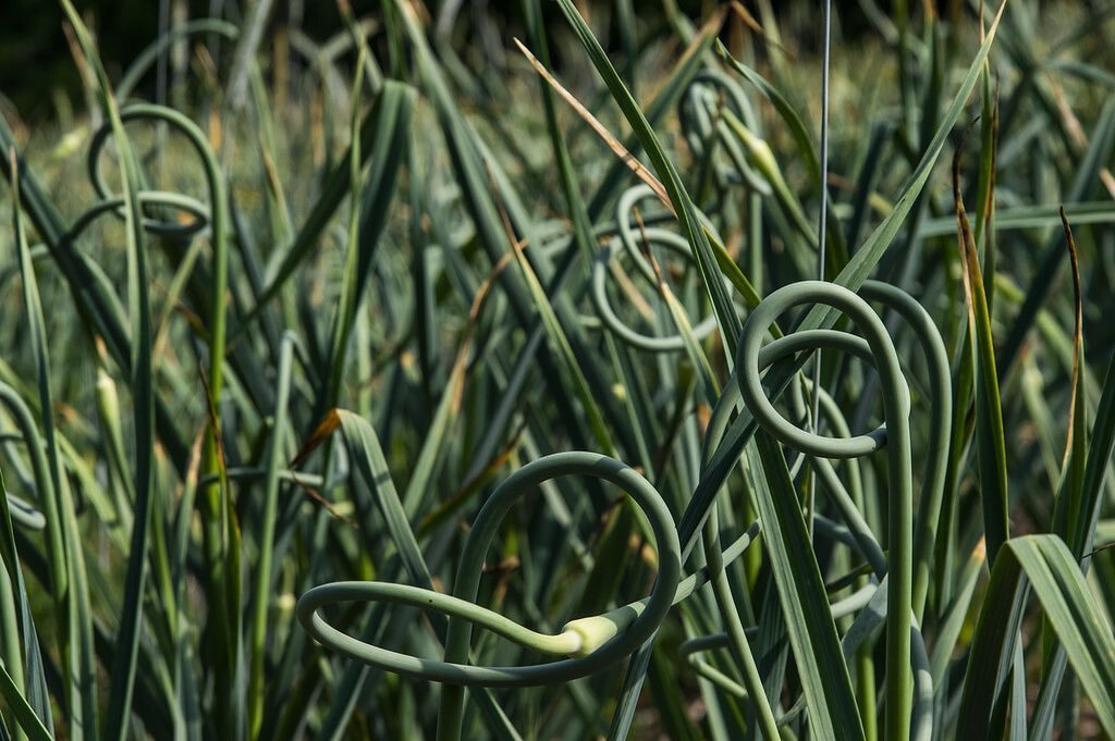 I love this shot of the garlic scapes twisting in the field. How are you enjoying garlic scapes this summer?
📷 @adambford