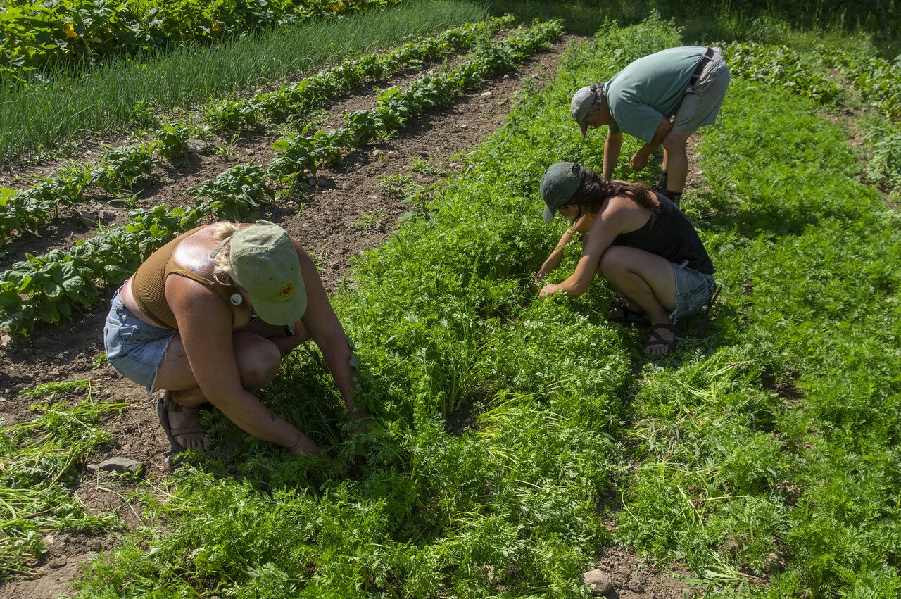 6th Week of the Summer CSA Share: July 6-9