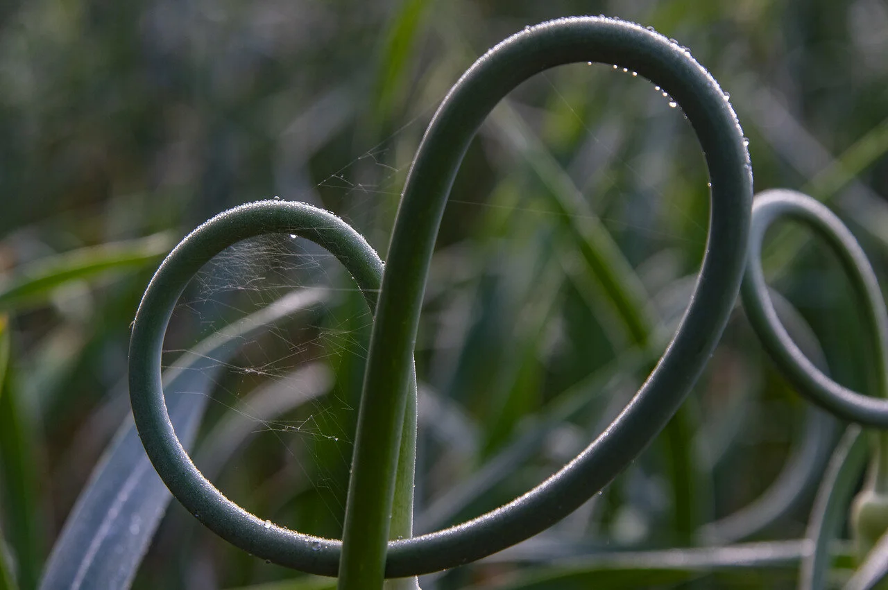 7th Week of the Summer CSA Share: July 13-16
