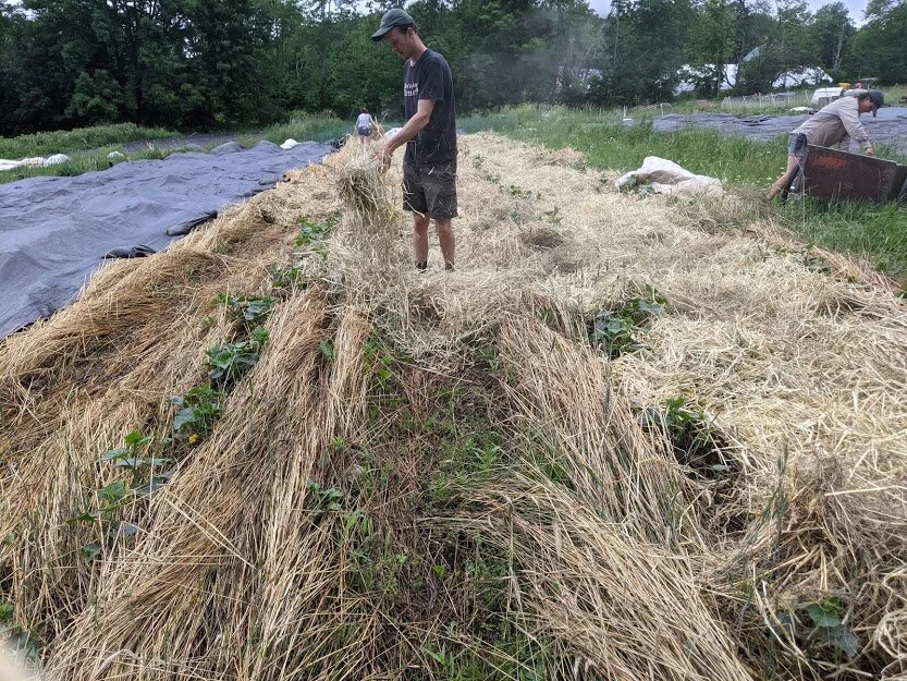 8th Week of the Summer CSA Share: July 20-23