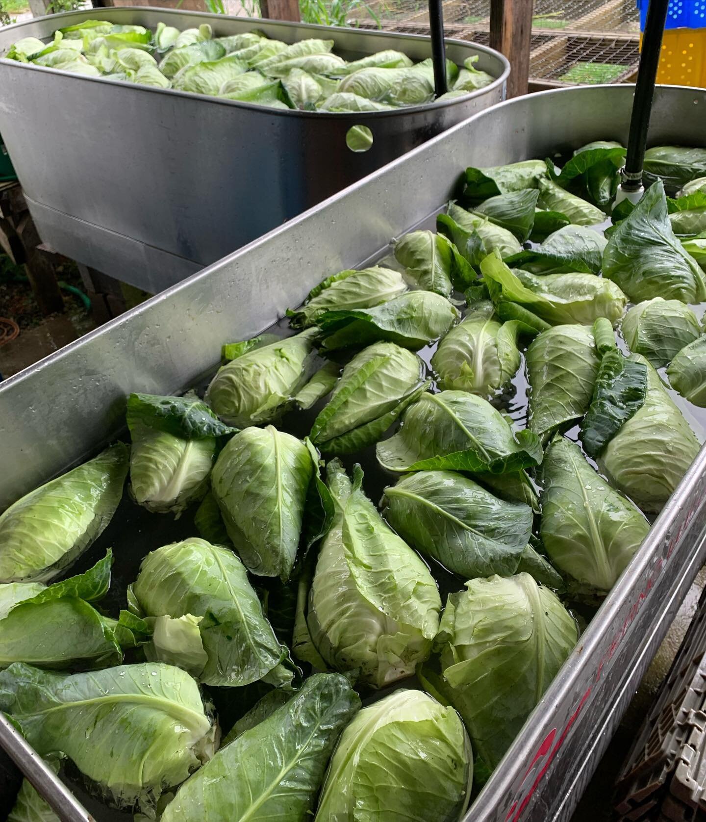 Check out the new cabbage variety we have in our CSA cooler this week! This pointed cabbage variety, is called Caraflex. It&rsquo;s also known as sweetheart cabbage or hipsi cabbage. This cabbage is sweet, bright green, great for fresh eating, or for