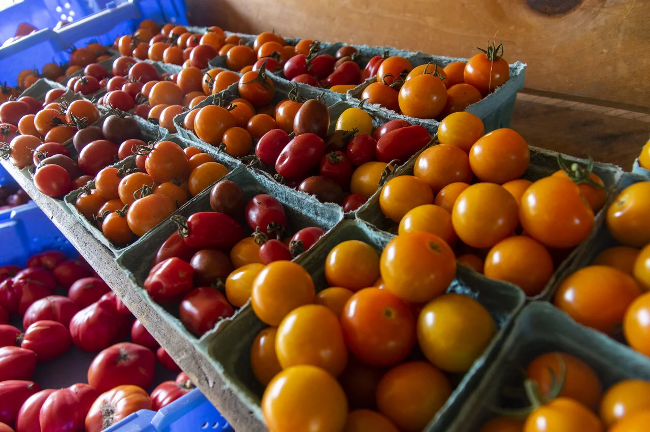 9th Week of the Summer CSA: July 27-30