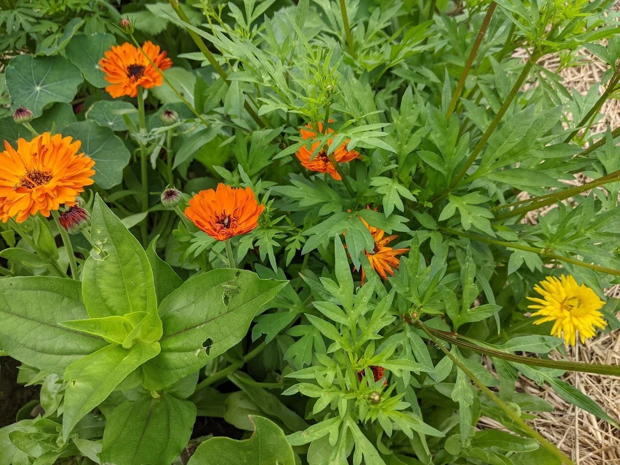 10th Week of the Summer CSA: August 3-6