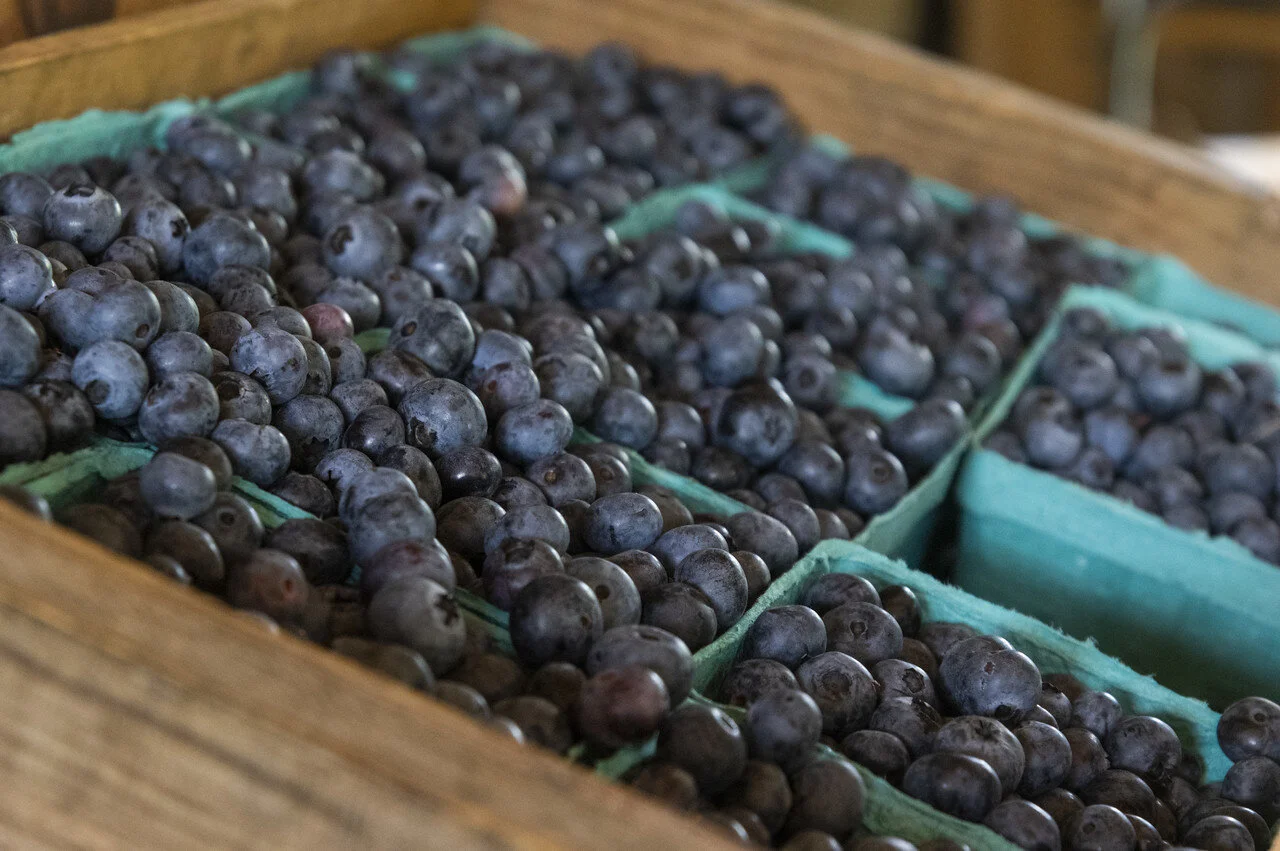 11th Week of the Summer CSA: August 10-13