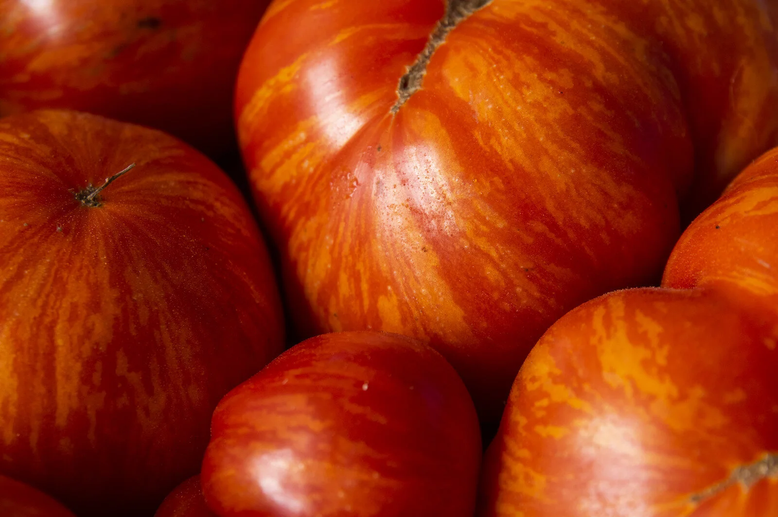 13th Week of the Summer CSA: August 24-27