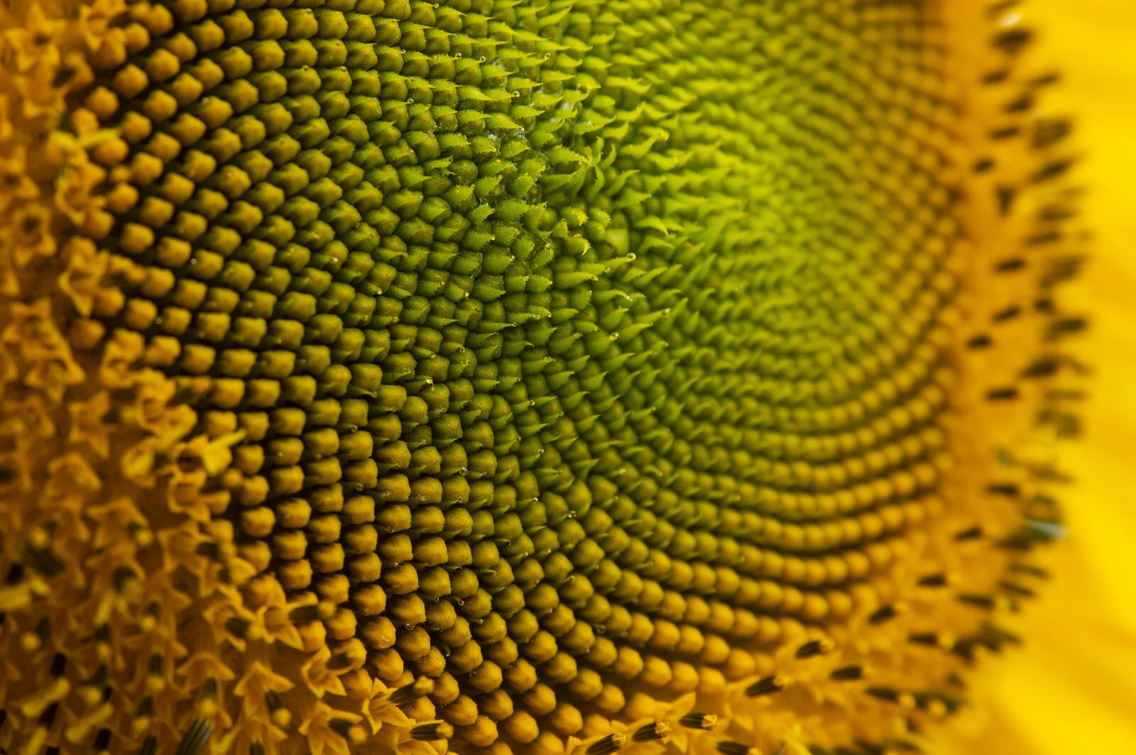 14th Week of the Summer CSA: August 31 - September 3