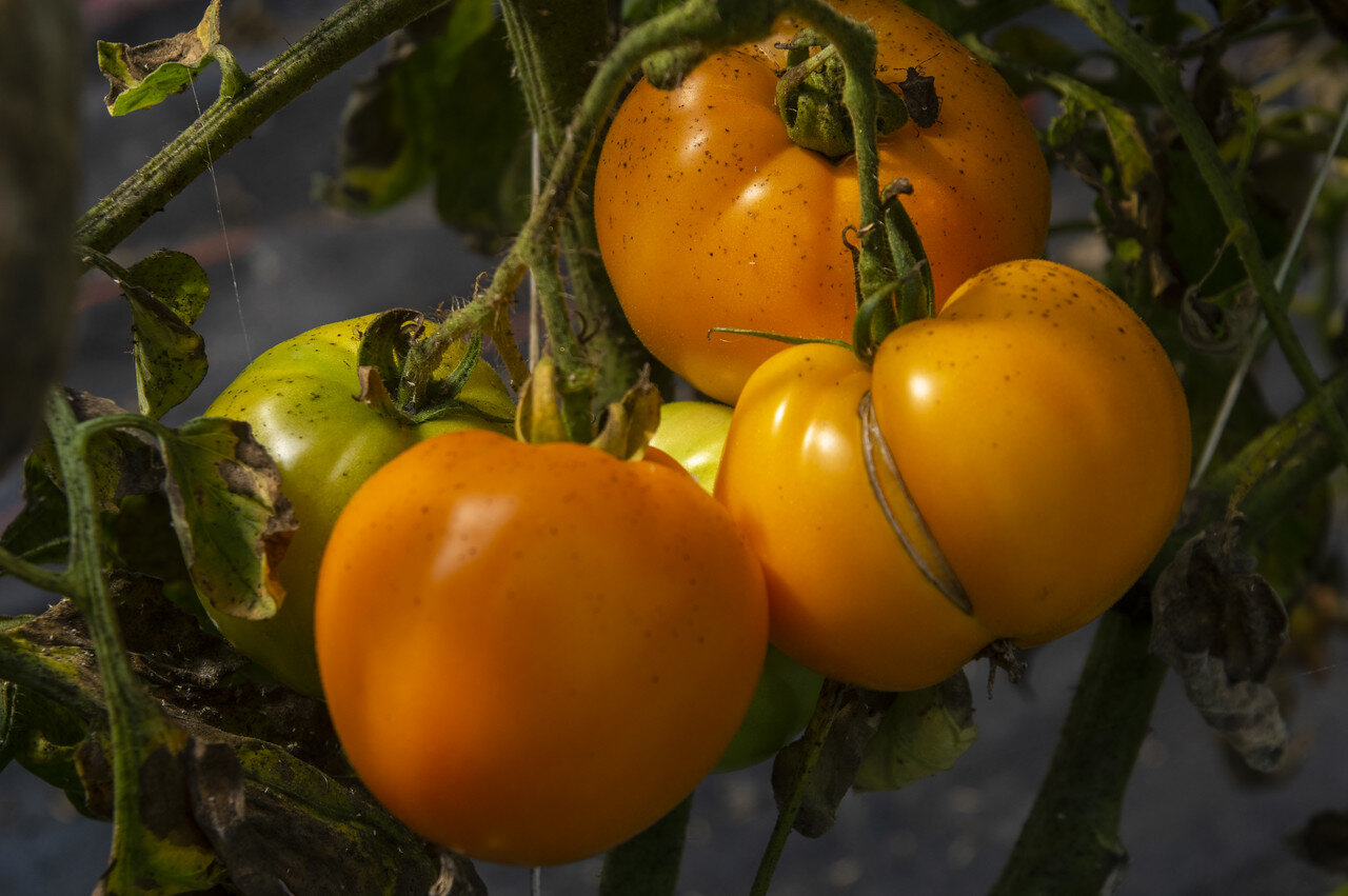15th Week of the Summer CSA: September 7-10