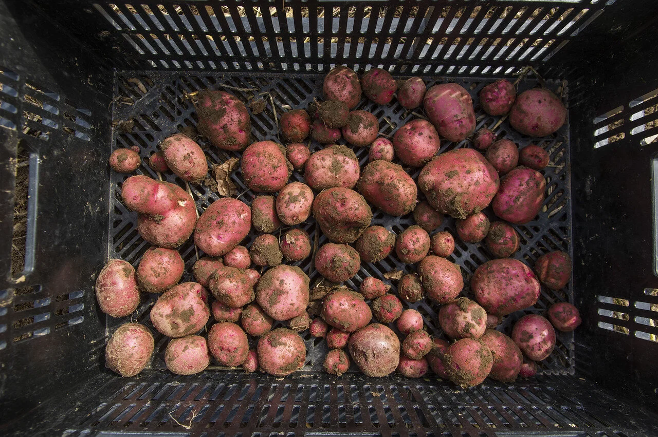 18th Week of the Summer CSA: Week of September 28th